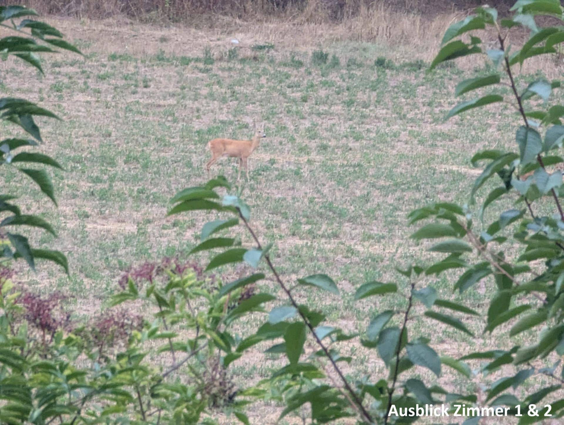 Blick ins Grüne mit einem Reh auf einer Wiese, umgeben von Bäumen und Sträuchern.