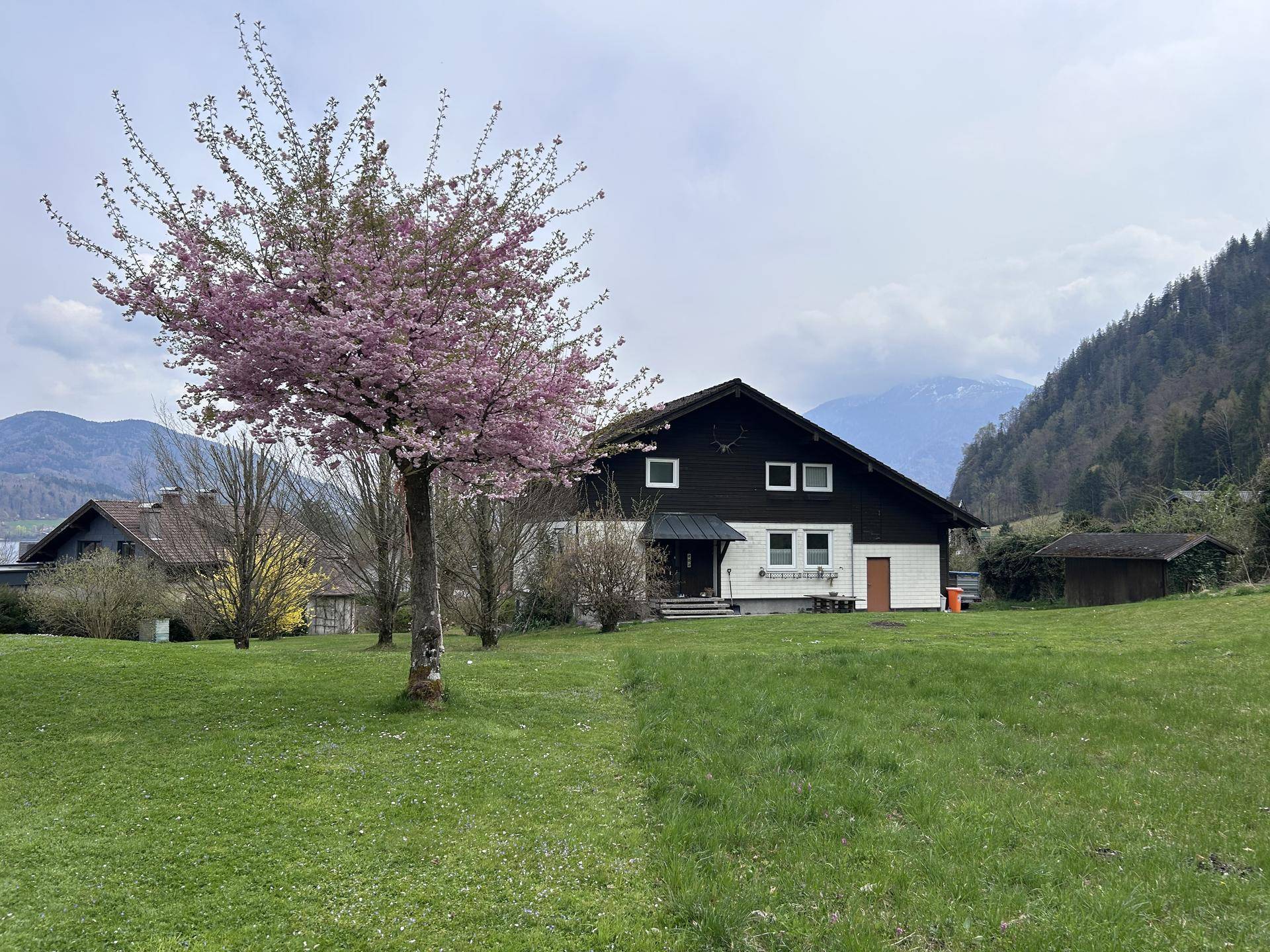 Holzhaus mit blühendem Baum im Vorgarten, umgeben von grüner Natur und Bergen im Hintergrund.