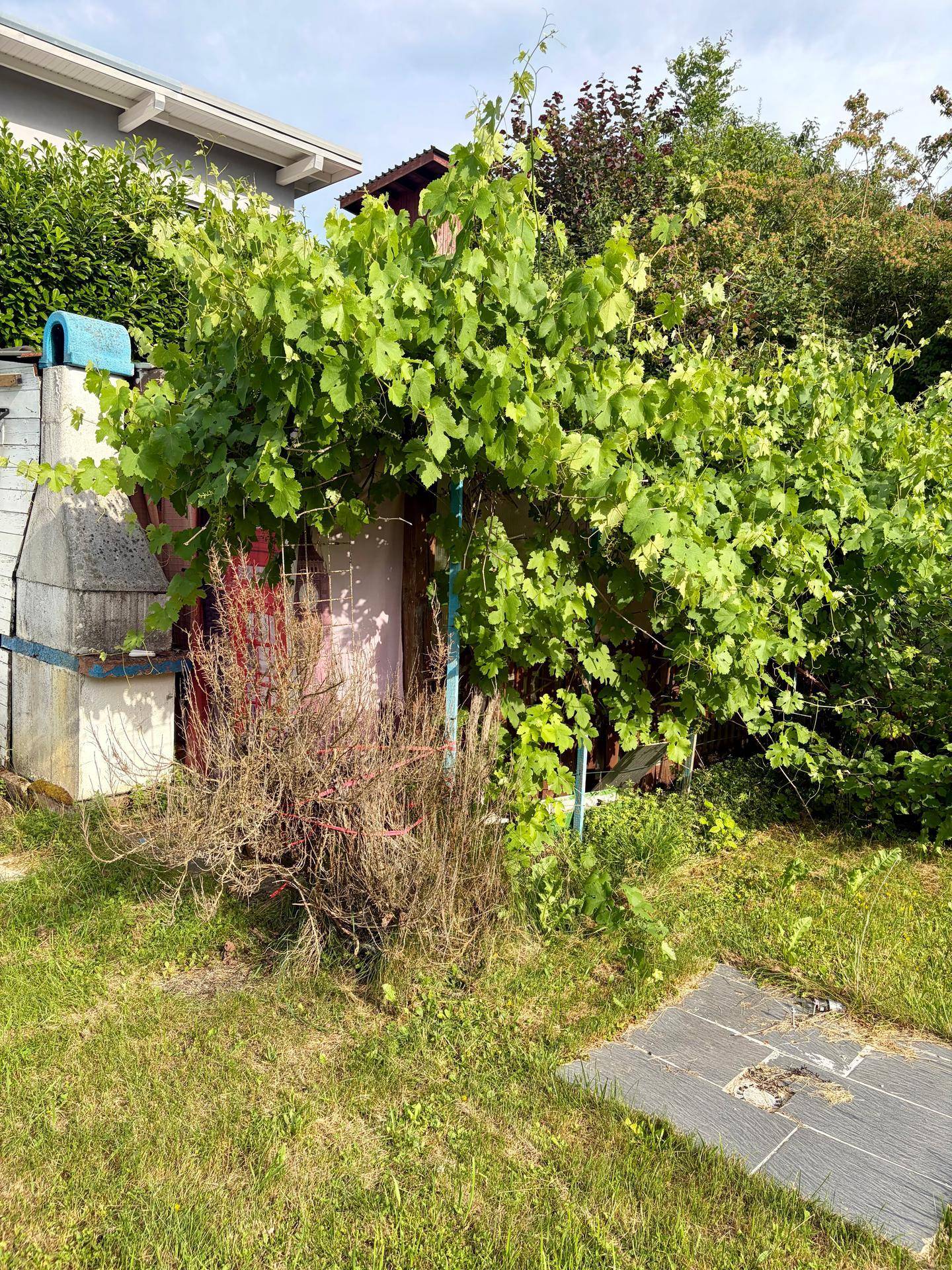 Gartenbereich mit üppig wachsenden Weinreben über einer Pergola und einem gemauerten Grillplatz.