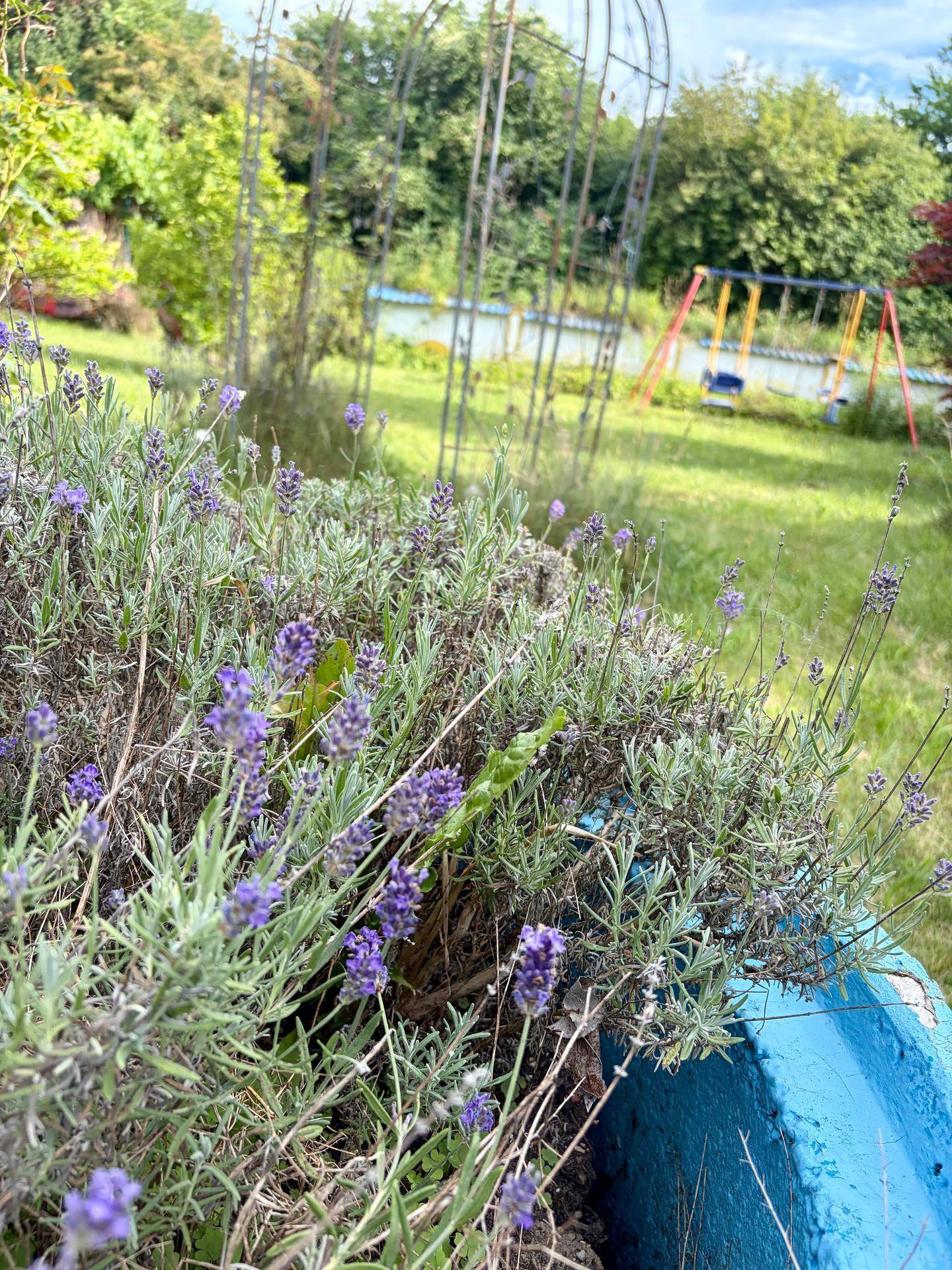 Nahaufnahme von blühendem Lavendel in einem blauen Topf, mit einem Spielplatz und Gartenbögen im Hintergrund.