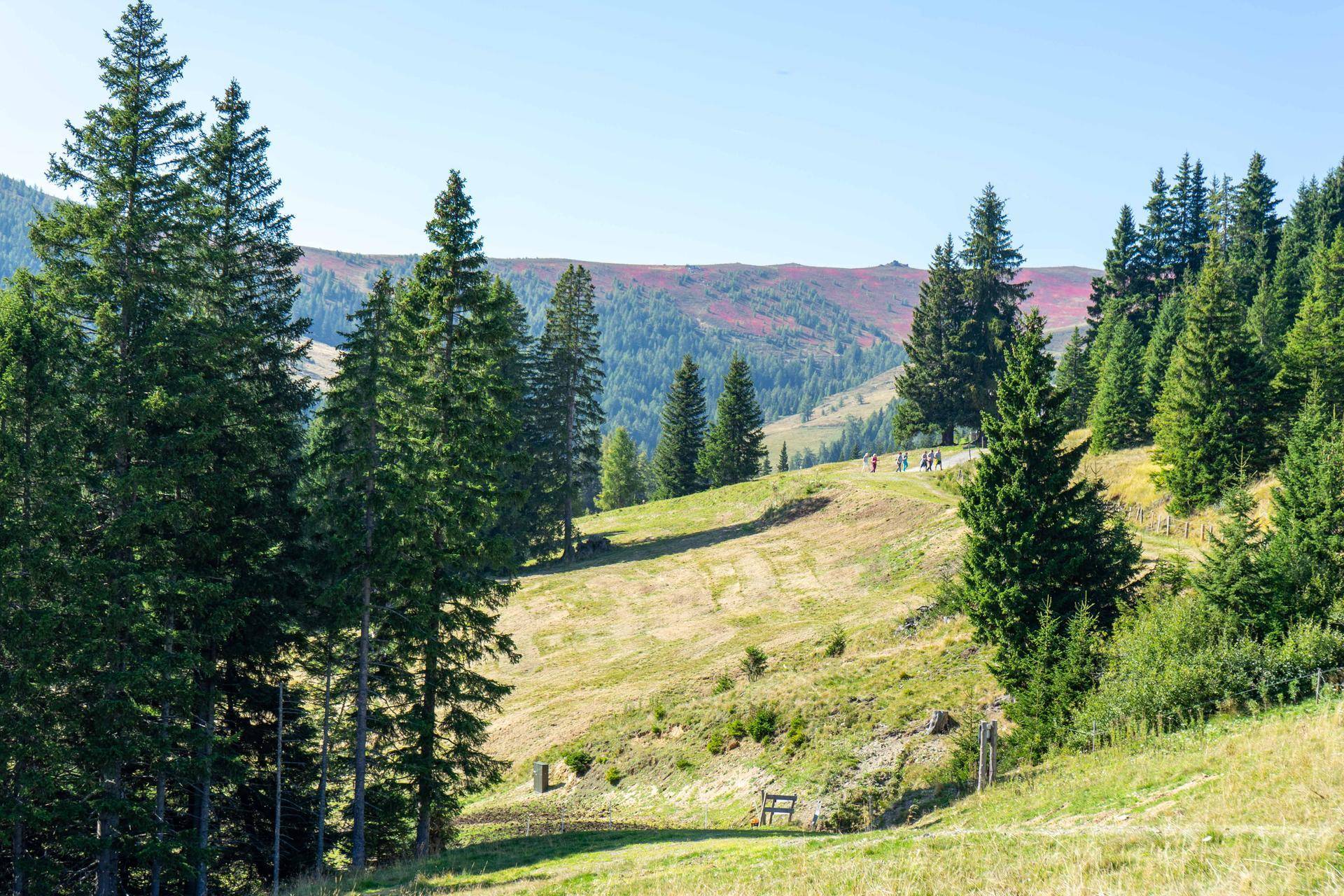 Malerische Berglandschaft mit dichten Nadelwäldern und grünen Wiesen unter blauem Himmel.