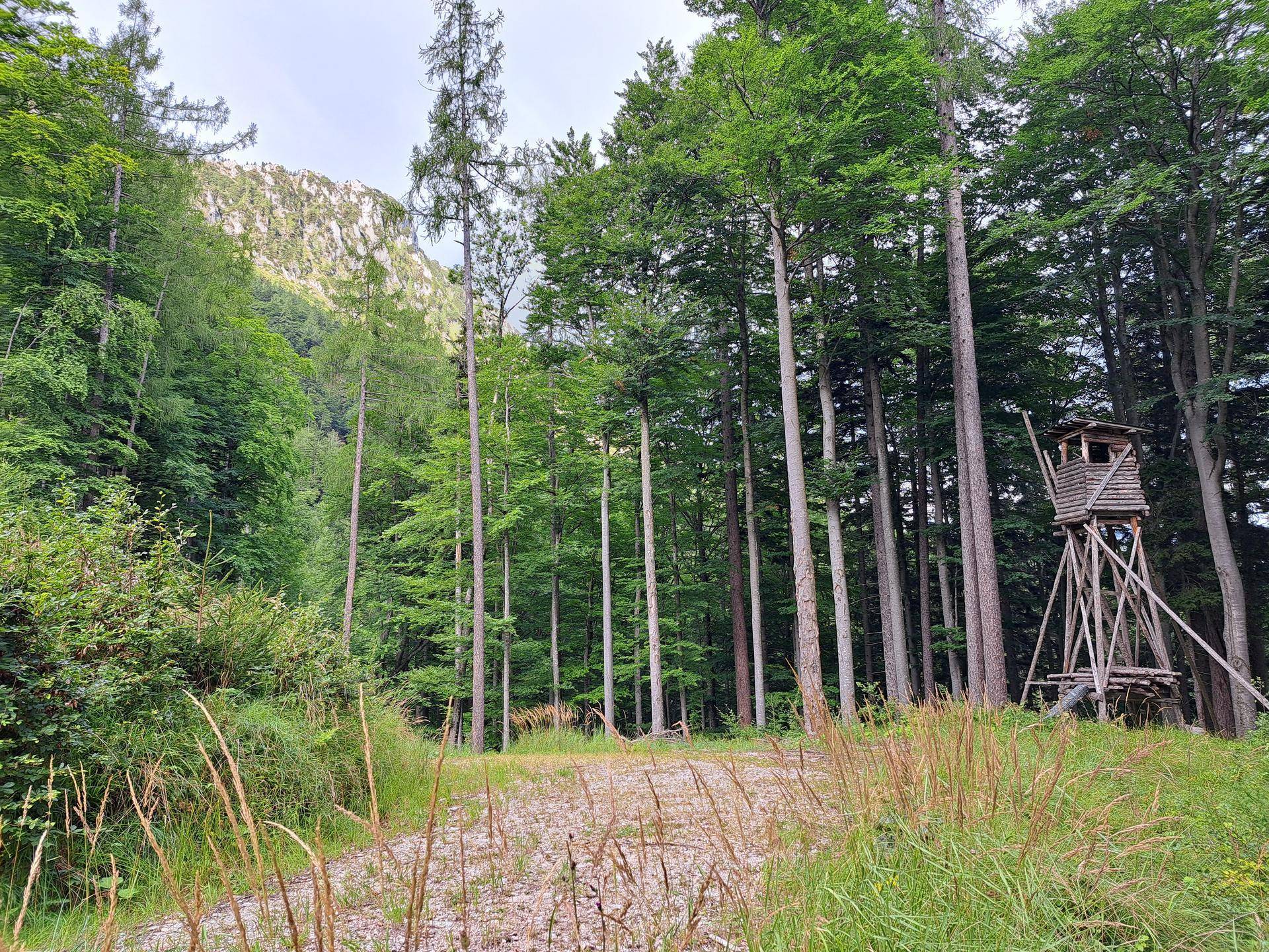Dichter Wald mit hohen Bäumen, einem Schotterweg und einem hölzernen Hochsitz am Waldrand.