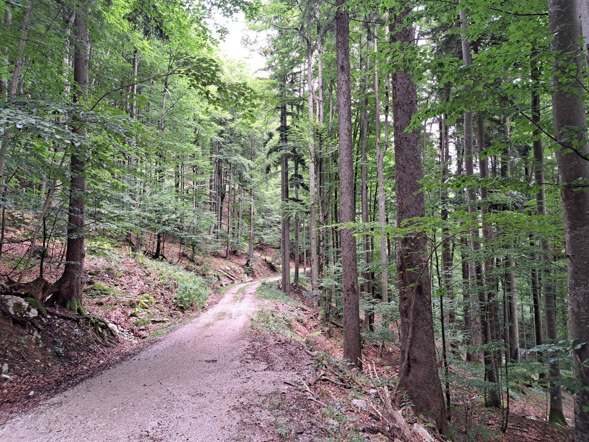Ein gewundener Schotterweg führt durch einen dichten Wald mit hohen Bäumen und üppigem Grün.