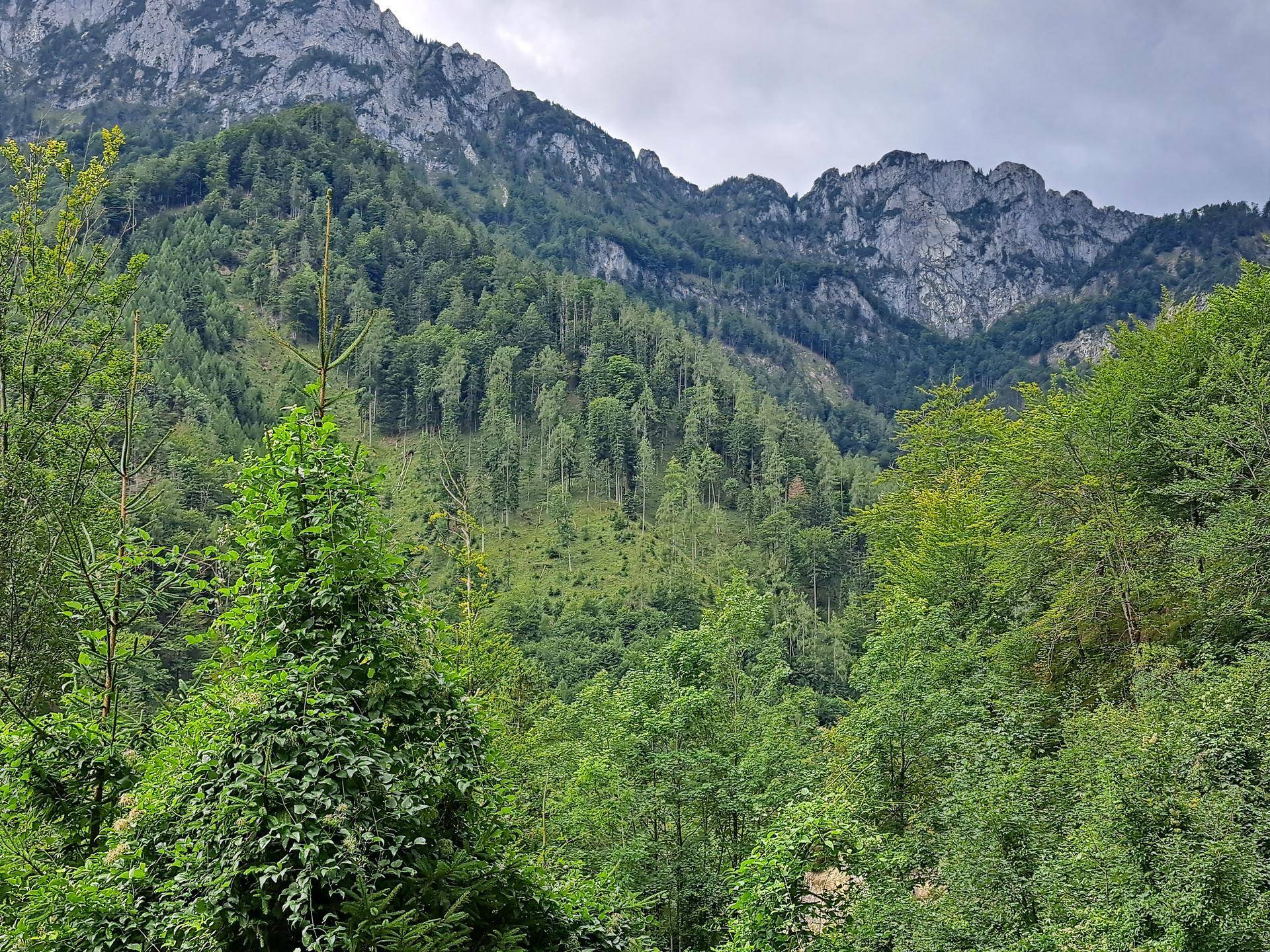 Majestätische Berglandschaft mit dichten Wäldern und schroffen Felsgipfeln unter einem bewölkten Himmel.