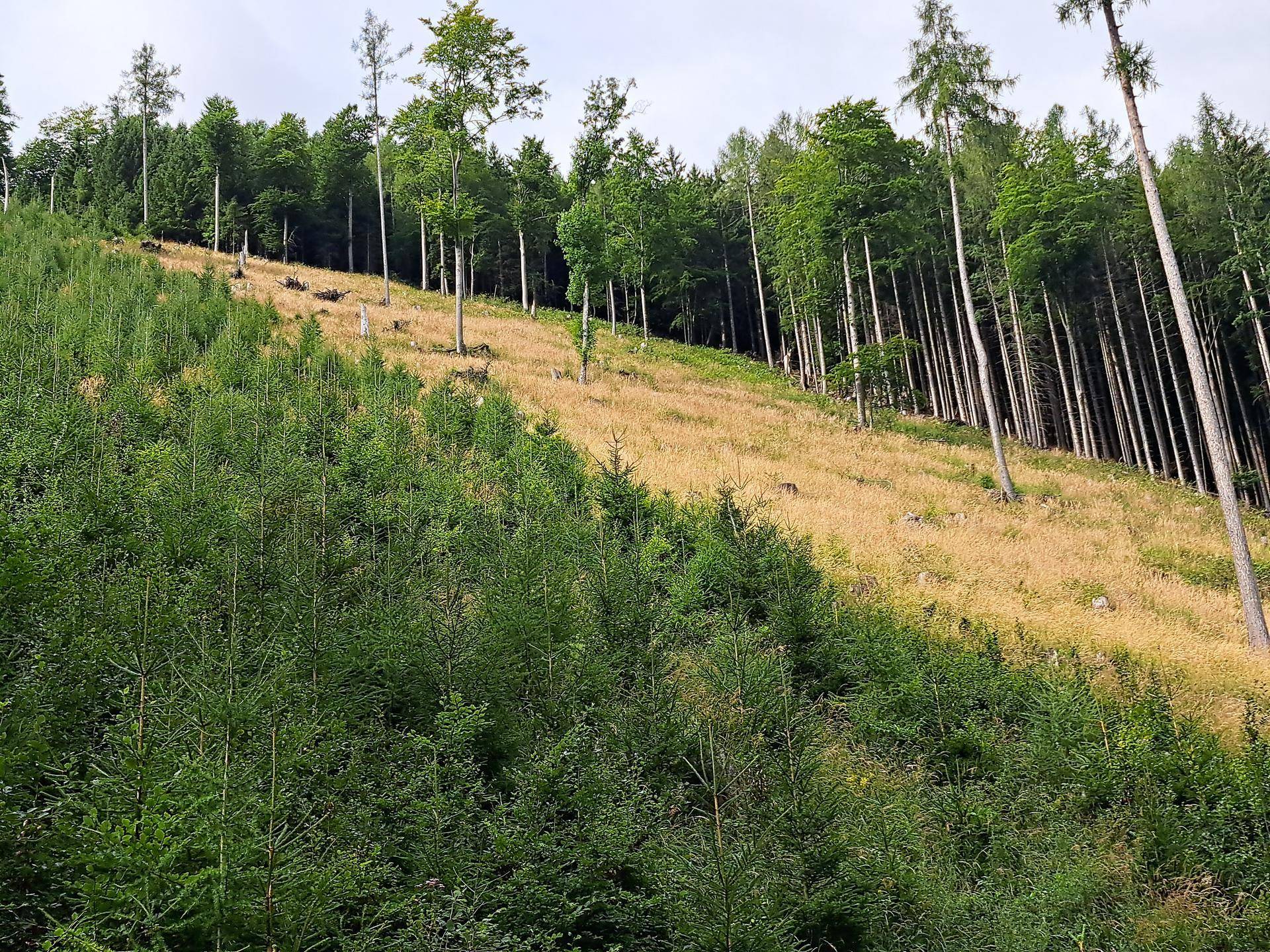 Eine bewaldete Hanglandschaft mit jungen und alten Bäumen, die eine Mischung aus Grün und trockenem Gras zeigt.