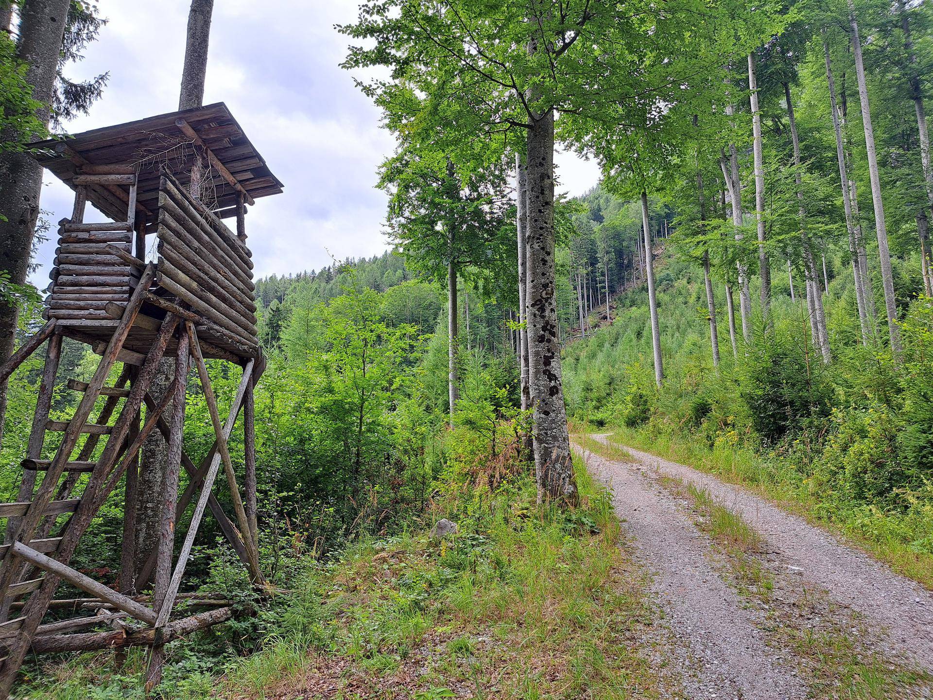 Hölzerner Hochsitz am Waldrand neben einem Schotterweg, umgeben von hohen Bäumen und dichter Vegetation.