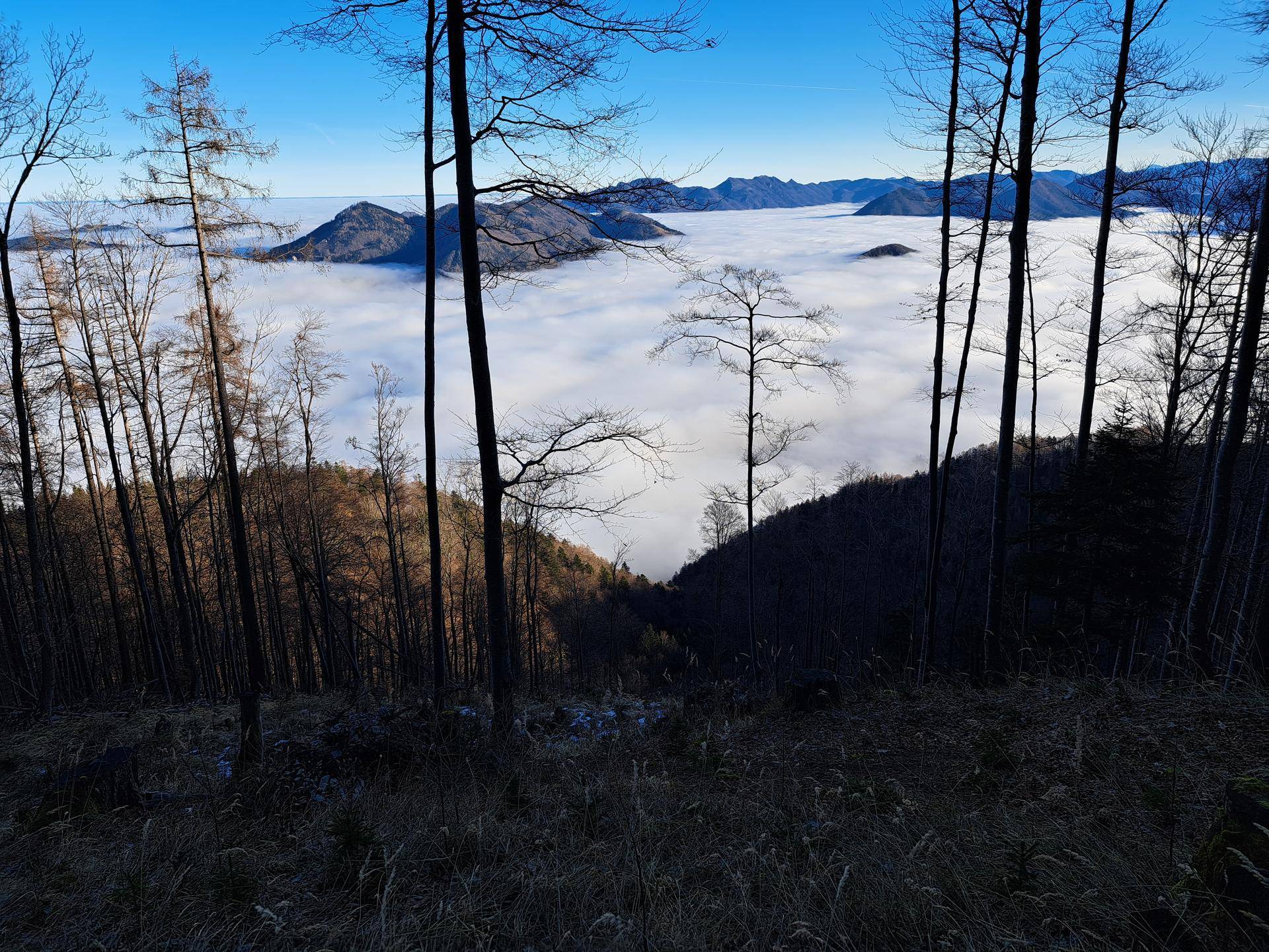 Blick von einem Berg durch kahle Bäume auf ein Tal, das von einer dichten Wolkendecke bedeckt ist.
