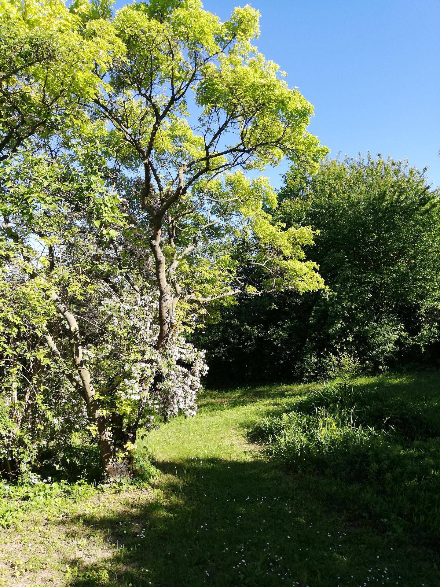 Natürlicher Gartenbereich mit üppigem Grün und einem großen Baum unter blauem Himmel.