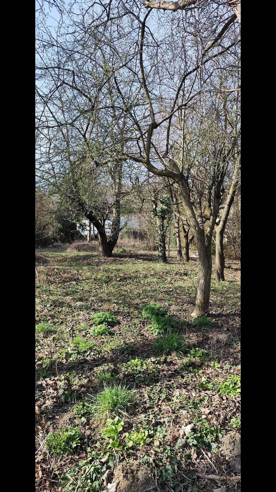Weitläufiger Gartenbereich mit vielen kahlen Bäumen und beginnender Vegetation im Frühling.