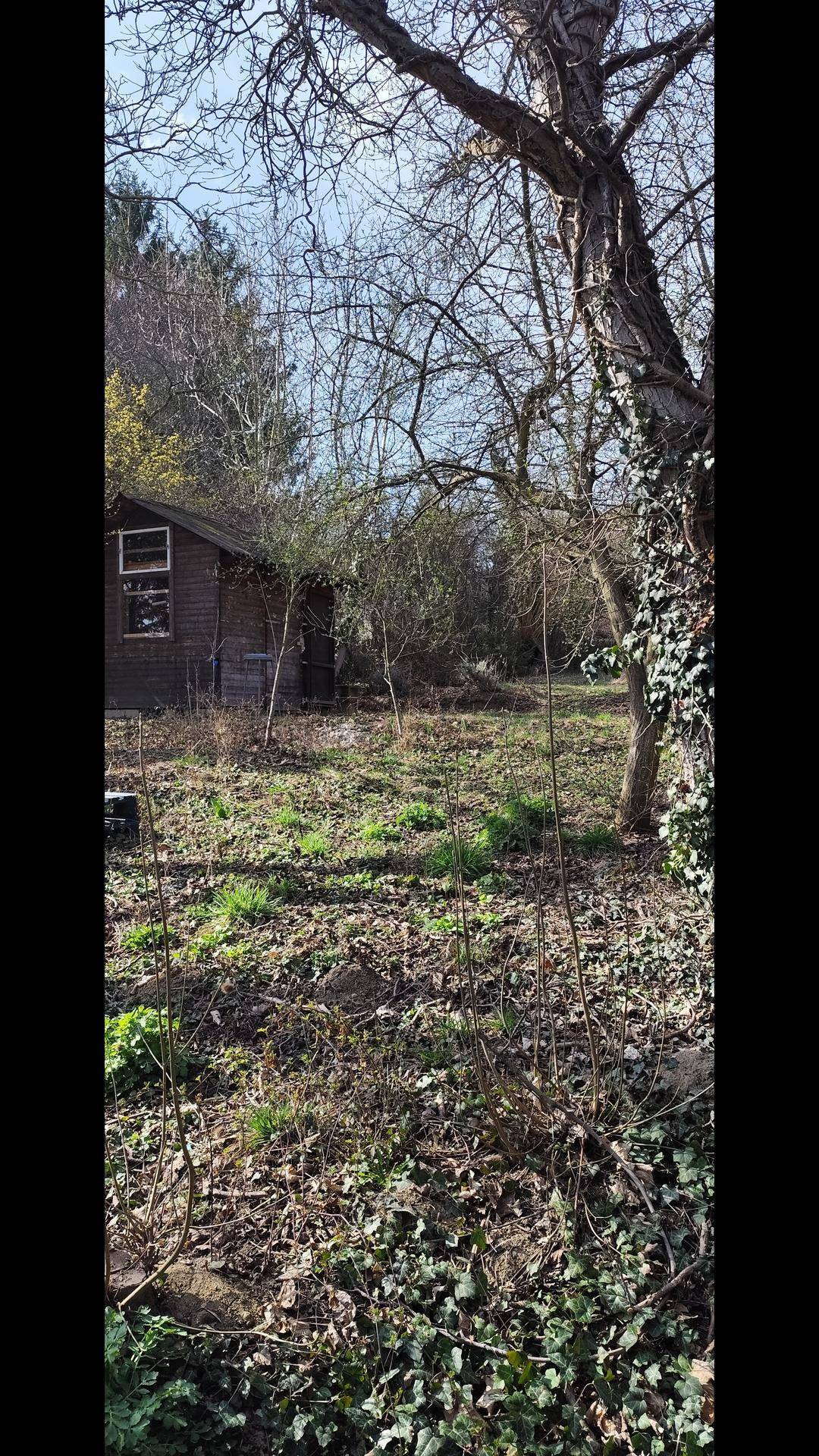 Naturbelassener Garten mit einem kleinen Holzschuppen im Hintergrund und vielen kahlen Bäumen.
