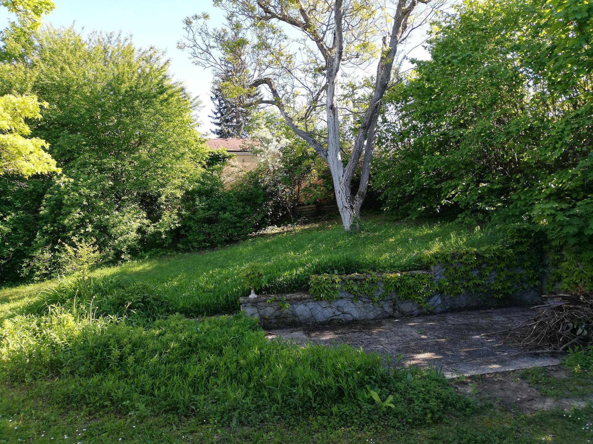 Großer, naturbelassener Garten mit altem Baumbestand und einer Betonmauer.