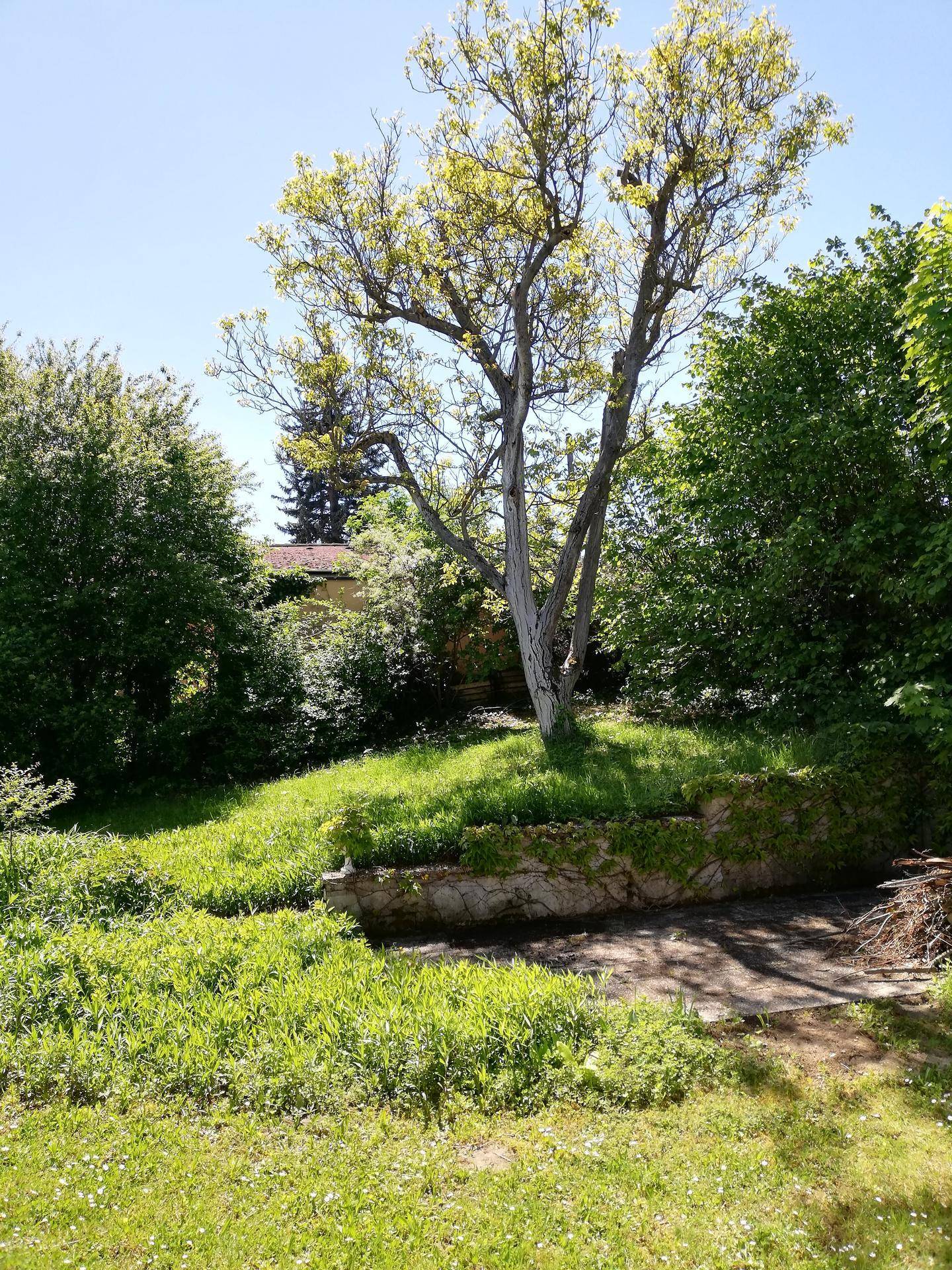 Weitläufiger Garten mit Hanglage, altem Baumbestand und viel Grünfläche.