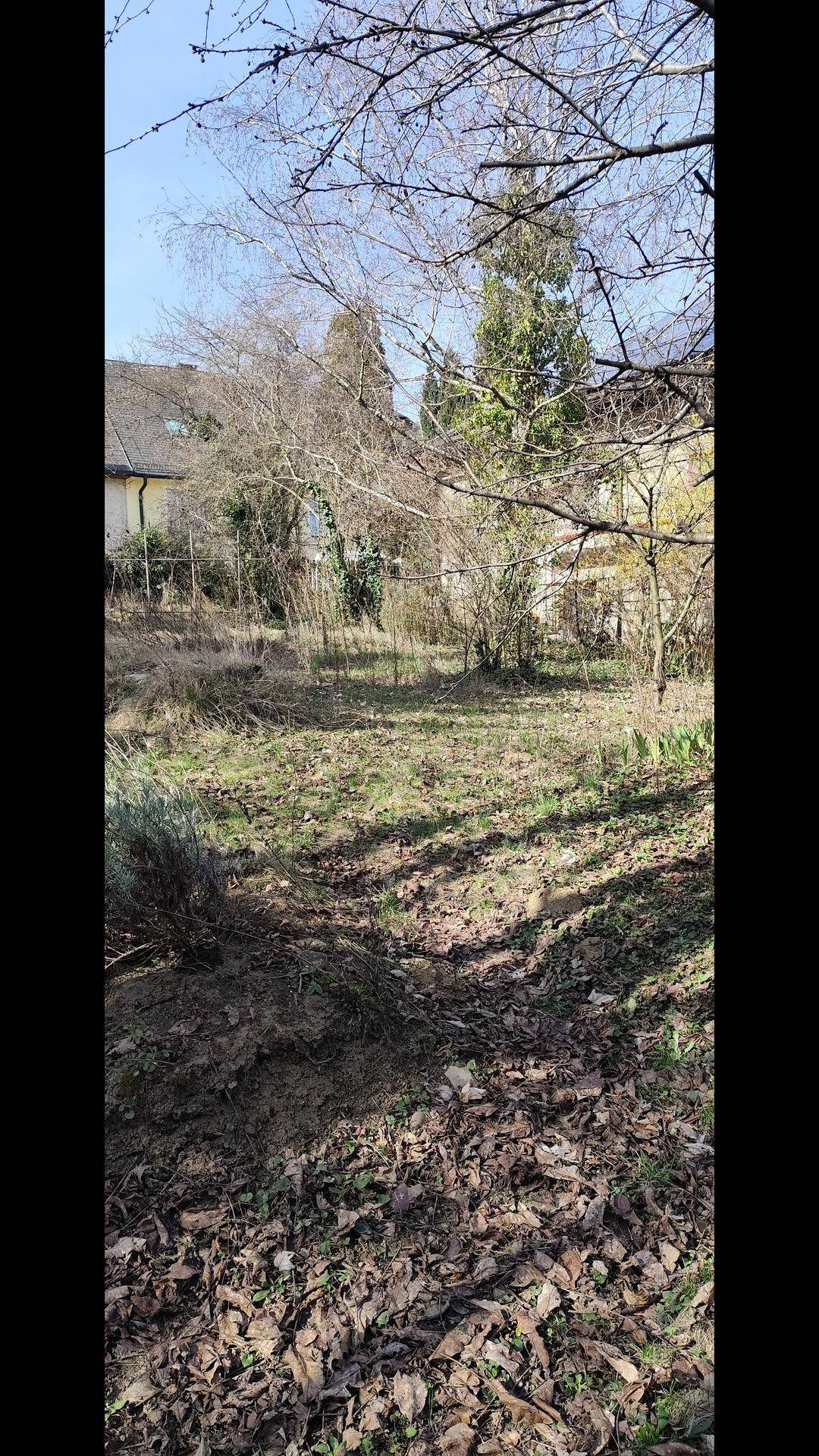 Verwilderter Gartenbereich mit kahlen Bäumen und einem Haus im Hintergrund unter blauem Himmel.