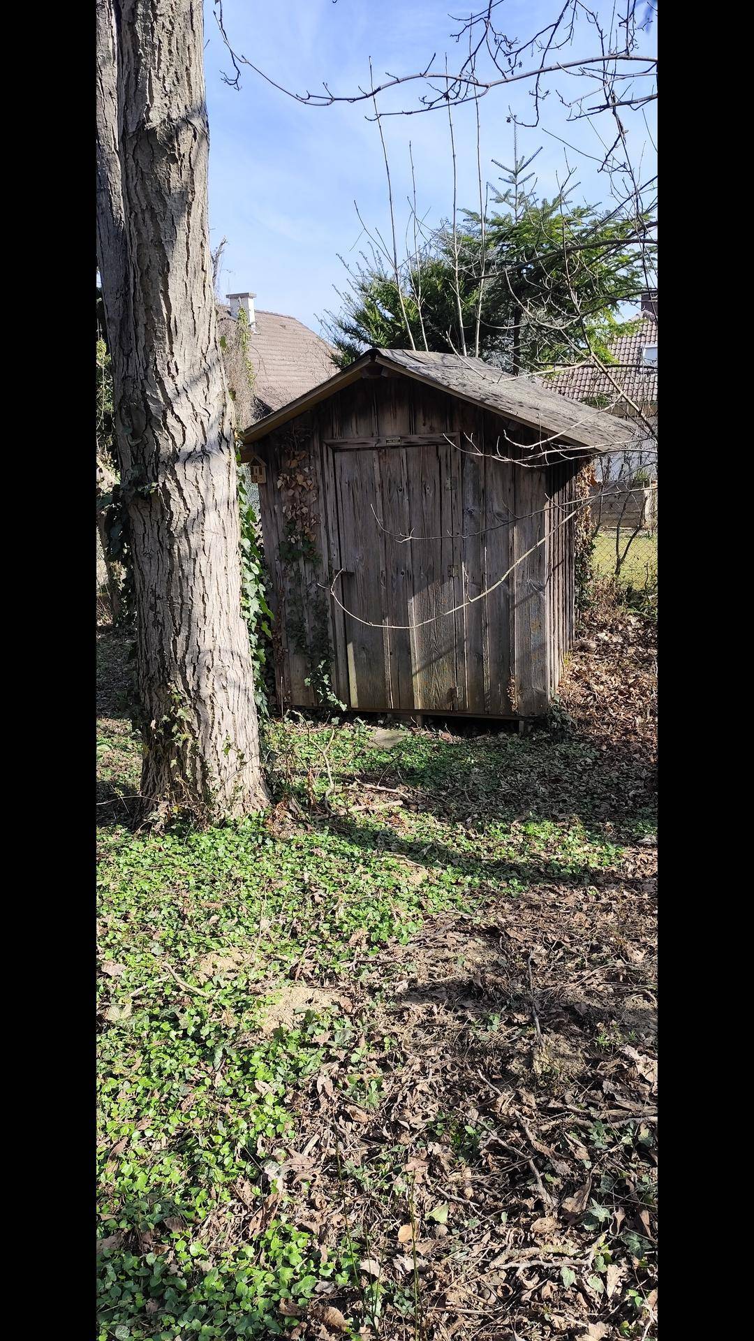 Rustikaler Holzschuppen neben einem Baum in einem naturbelassenen Gartenbereich.