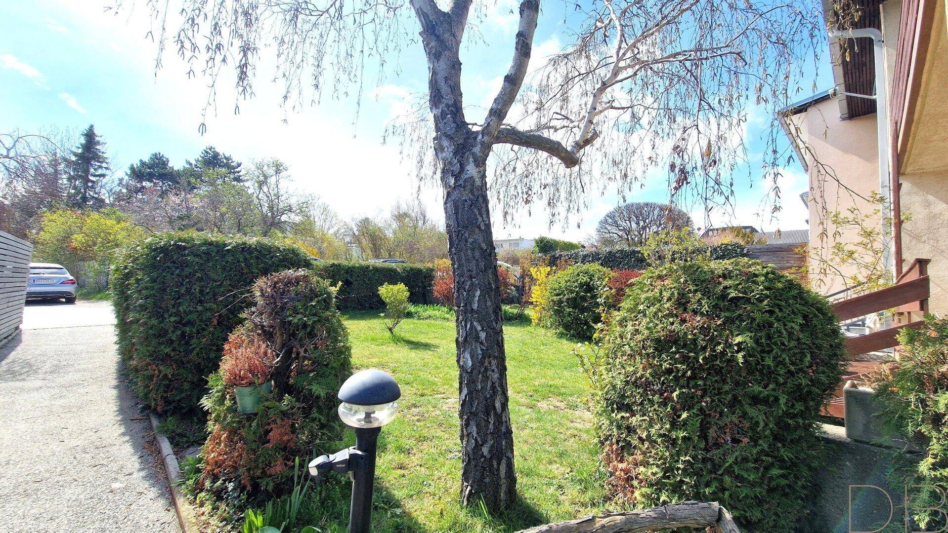 Grüner Gartenbereich mit einem Baum, gepflegten Hecken und einem seitlichen Weg.