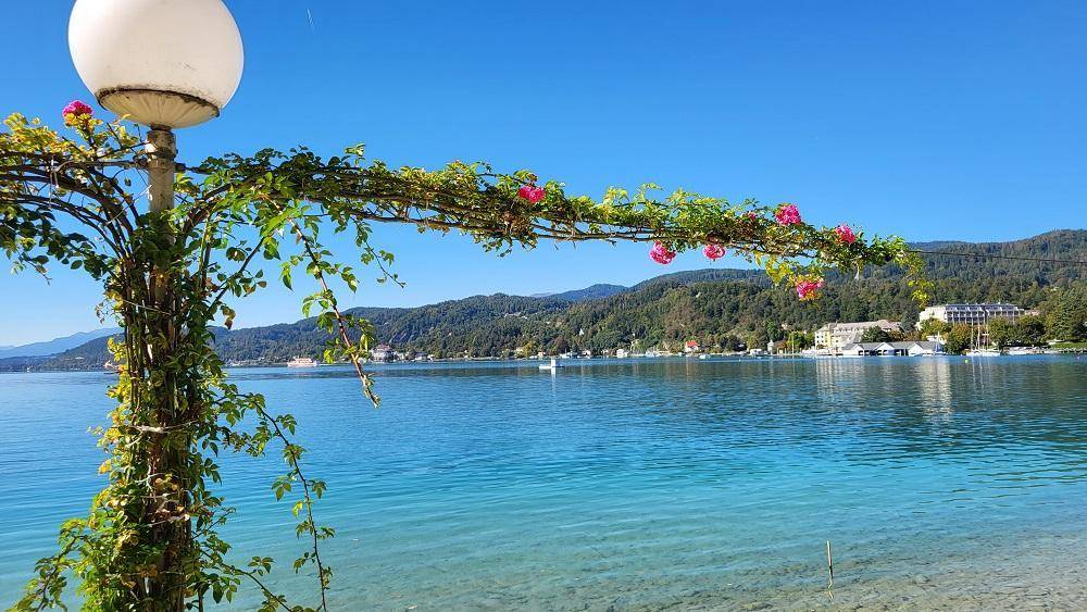 Malerischer Seeblick mit blühenden Rosen im Vordergrund und bewaldeten Bergen am Horizont.