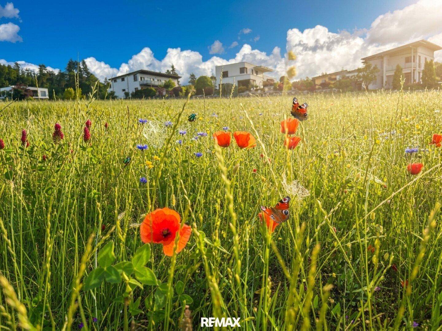 Blühende Wiese mit bunten Wildblumen und Häusern im ländlichen Hintergrund.