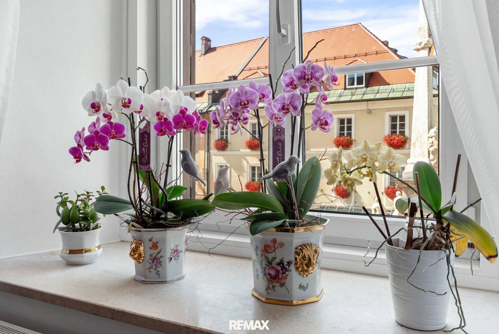 Fensterbank mit blühenden Orchideen und Blick auf die historische Altstadt.