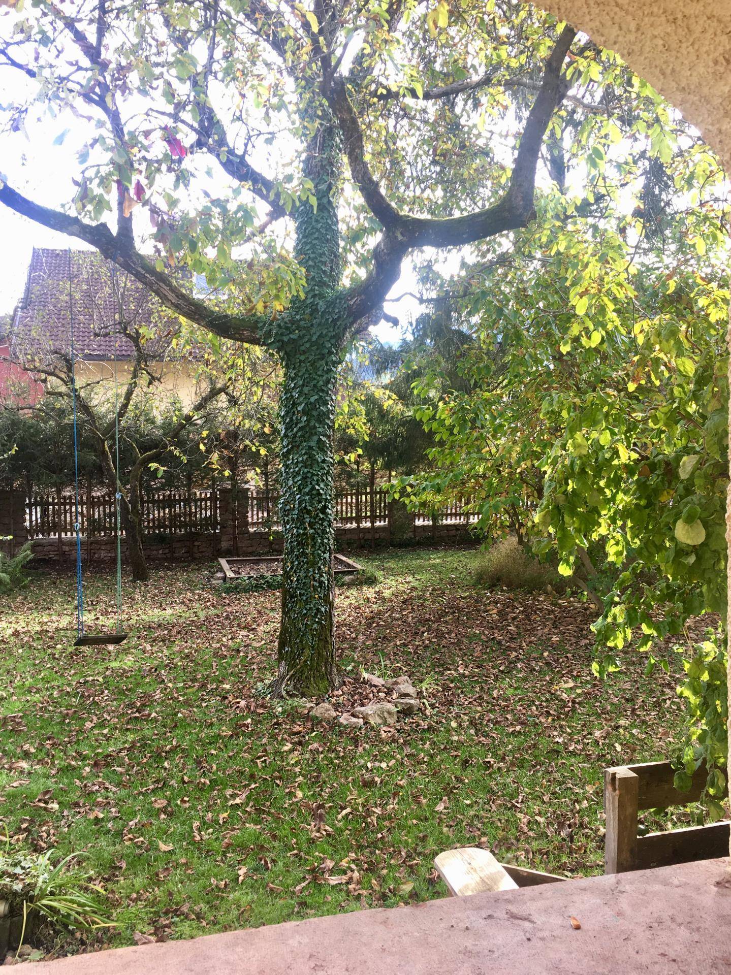 Grüner Garten mit einem großen Baum, Schaukel und viel natürlichem Licht.