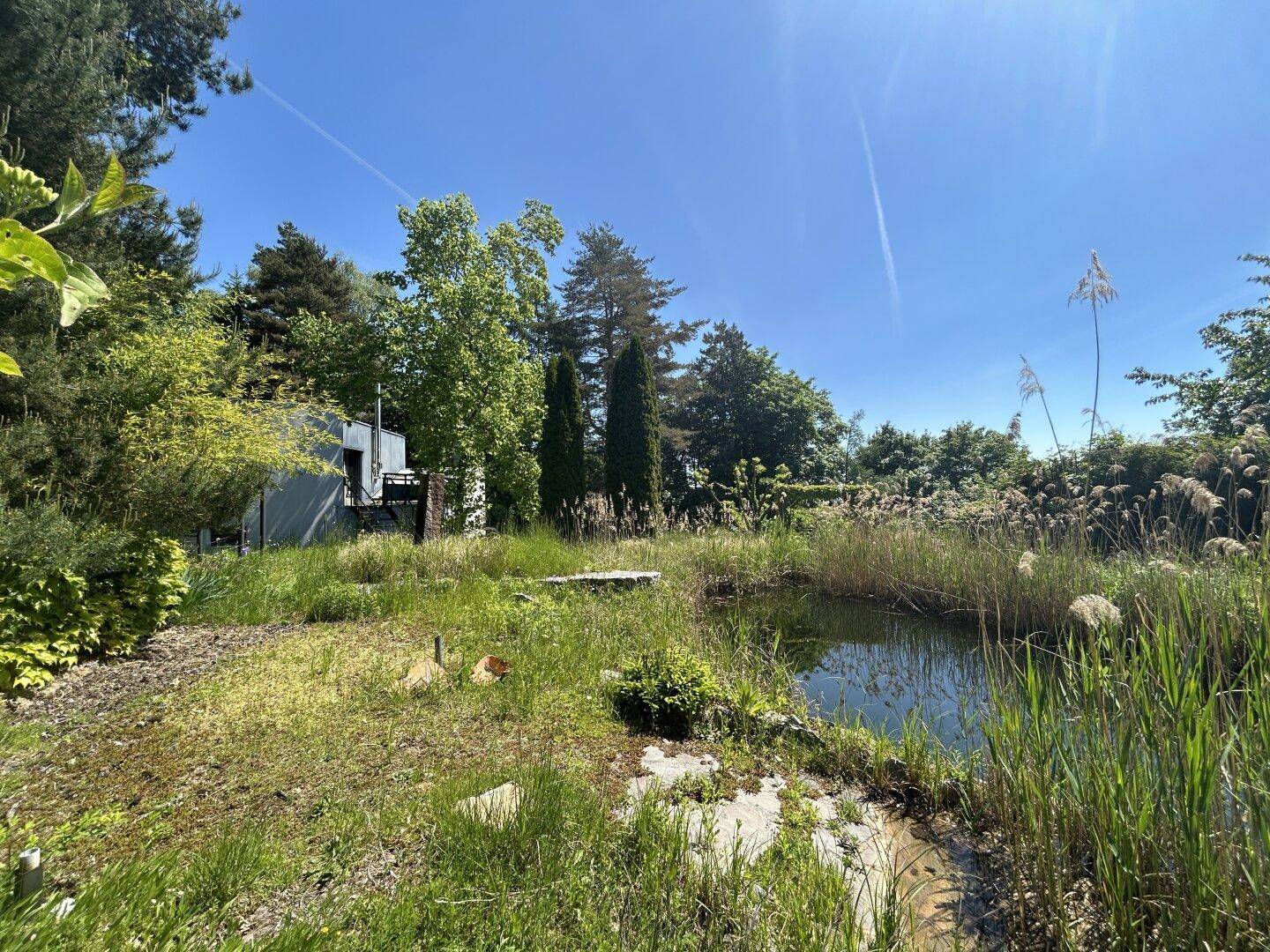 Naturnaher Gartenbereich mit einem Teich, umgeben von Schilf und üppiger Vegetation unter blauem Himmel.
