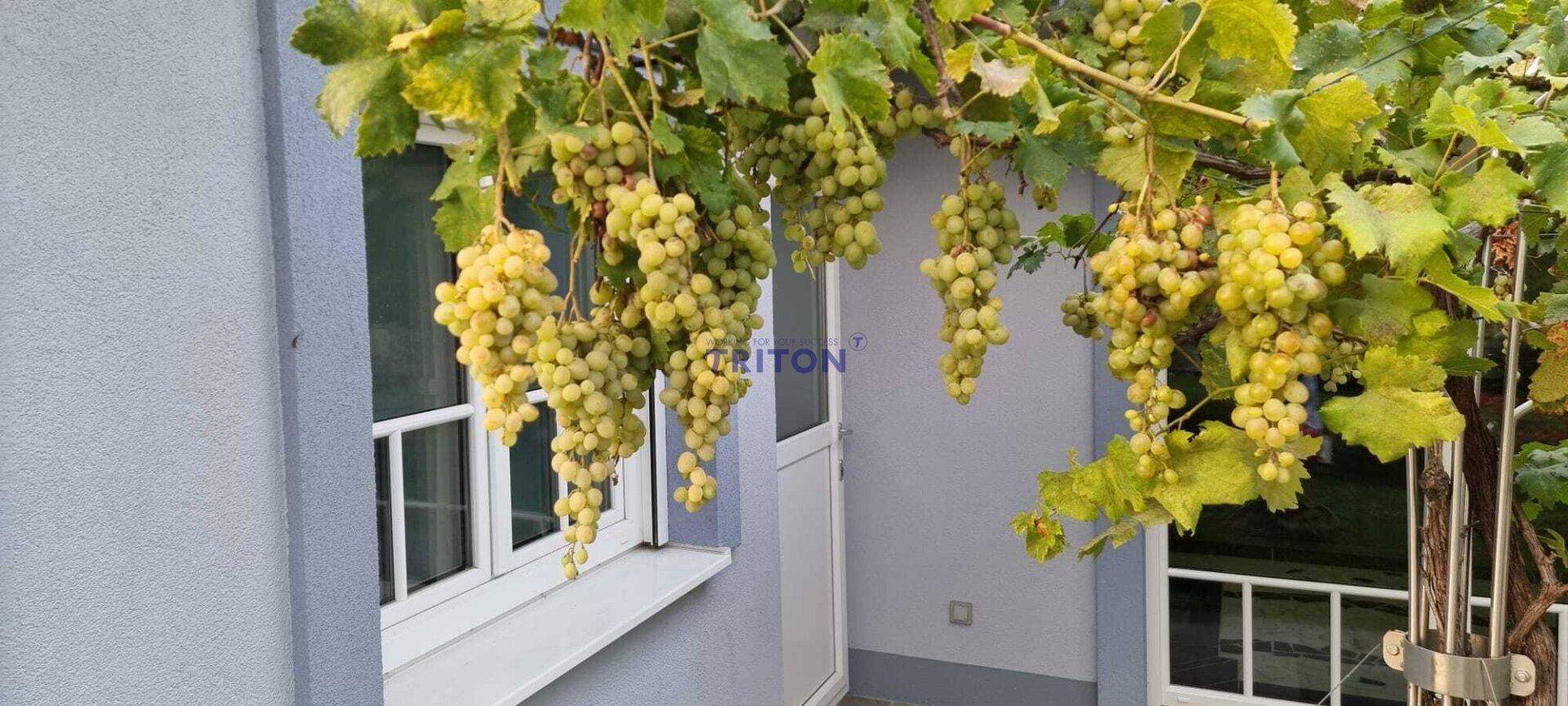 Reife grüne Trauben hängen an einer Weinrebe neben einem Fenster und einer Tür des Hauses.