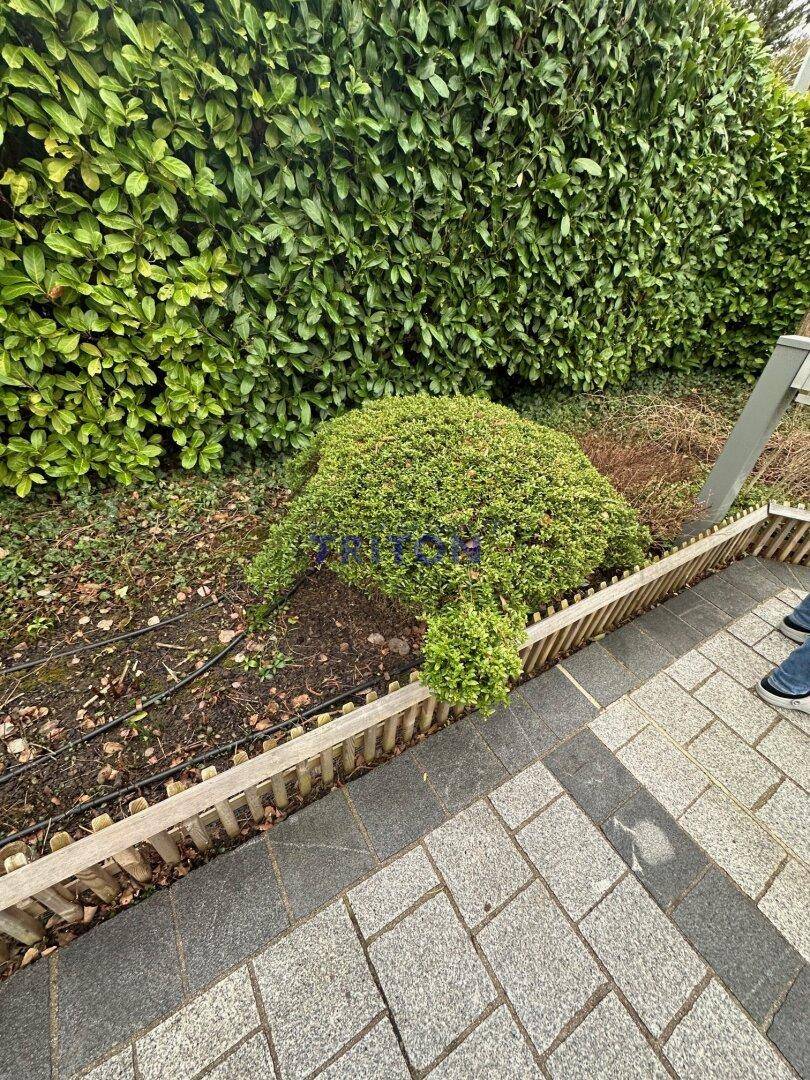 Detailansicht eines gepflasterten Weges neben einer dichten Hecke im Garten.