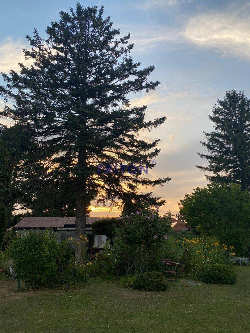 Großer Garten mit hohen Nadelbäumen und Blick auf ein weiteres Gebäude im Hintergrund bei Sonnenuntergang.