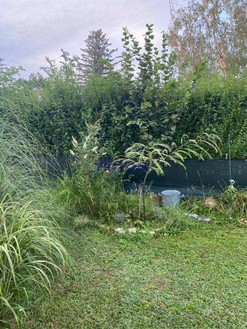 Üppiger Gartenbereich mit verschiedenen Pflanzen und Sträuchern, umgeben von einer dichten Hecke.