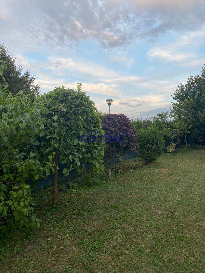 Nahaufnahme eines Obstbaums mit reifen Birnen im grünen Garten.