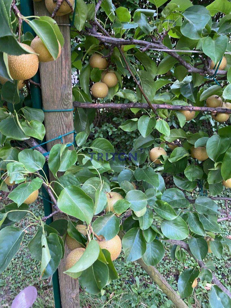 Blühender Rosenstrauch mit leuchtend roten Blüten neben einem Holzzaun im sonnigen Gartenbereich.