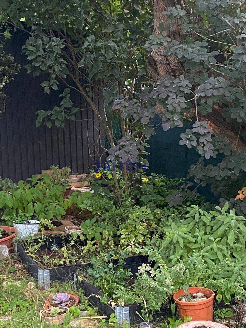 Nahaufnahme eines Obstbaums mit reifen Birnen und grünen Blättern im Garten.