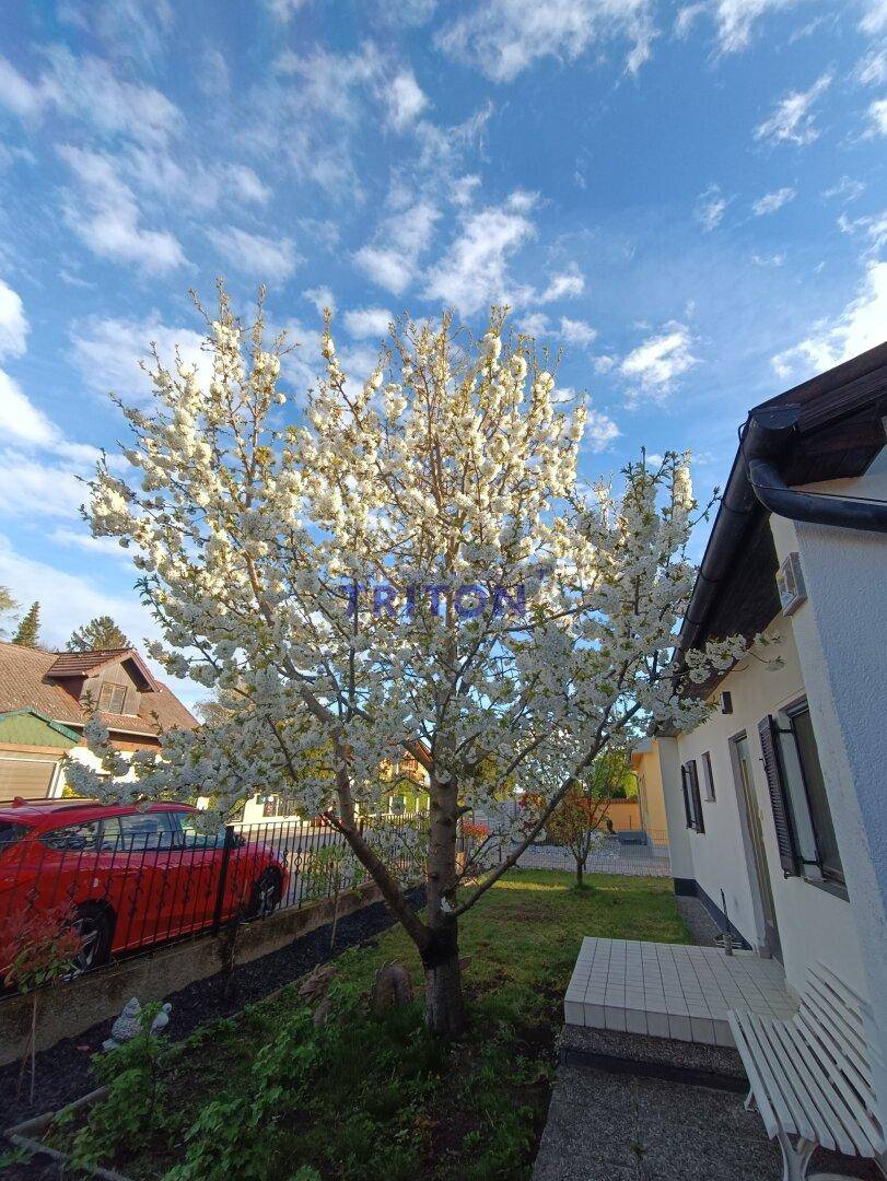 Weiß blühender Baum im Vorgarten neben dem Haus unter blauem Himmel.