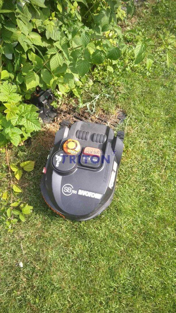 Robotermäher auf der Rasenfläche im Garten, umgeben von grünen Pflanzen.