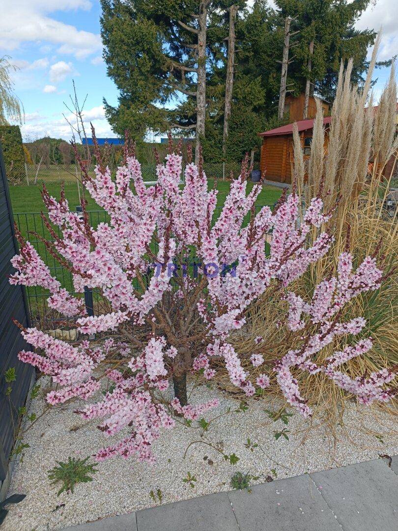 Blühender Baum mit rosa Blüten im Garten, umgeben von Ziergräsern und Kies.