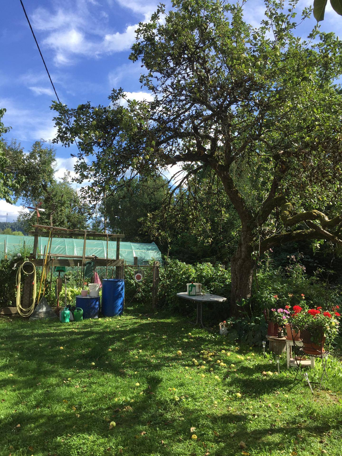 Naturbelassener Garten mit Apfelbaum, Rasenfläche und Gewächshaus im Hintergrund.