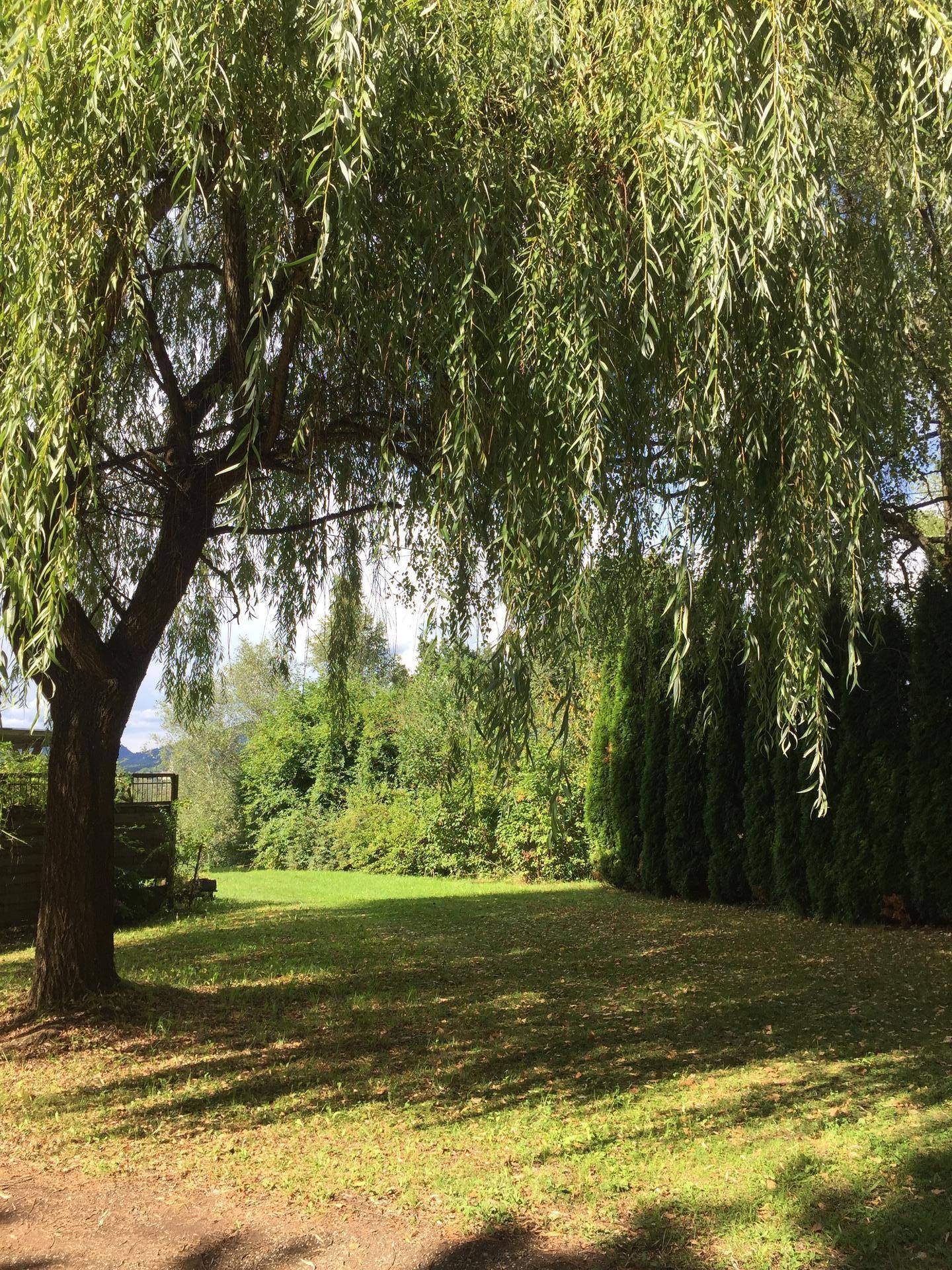 Großer, gepflegter Garten mit altem Weidenbaum und viel Grünfläche.