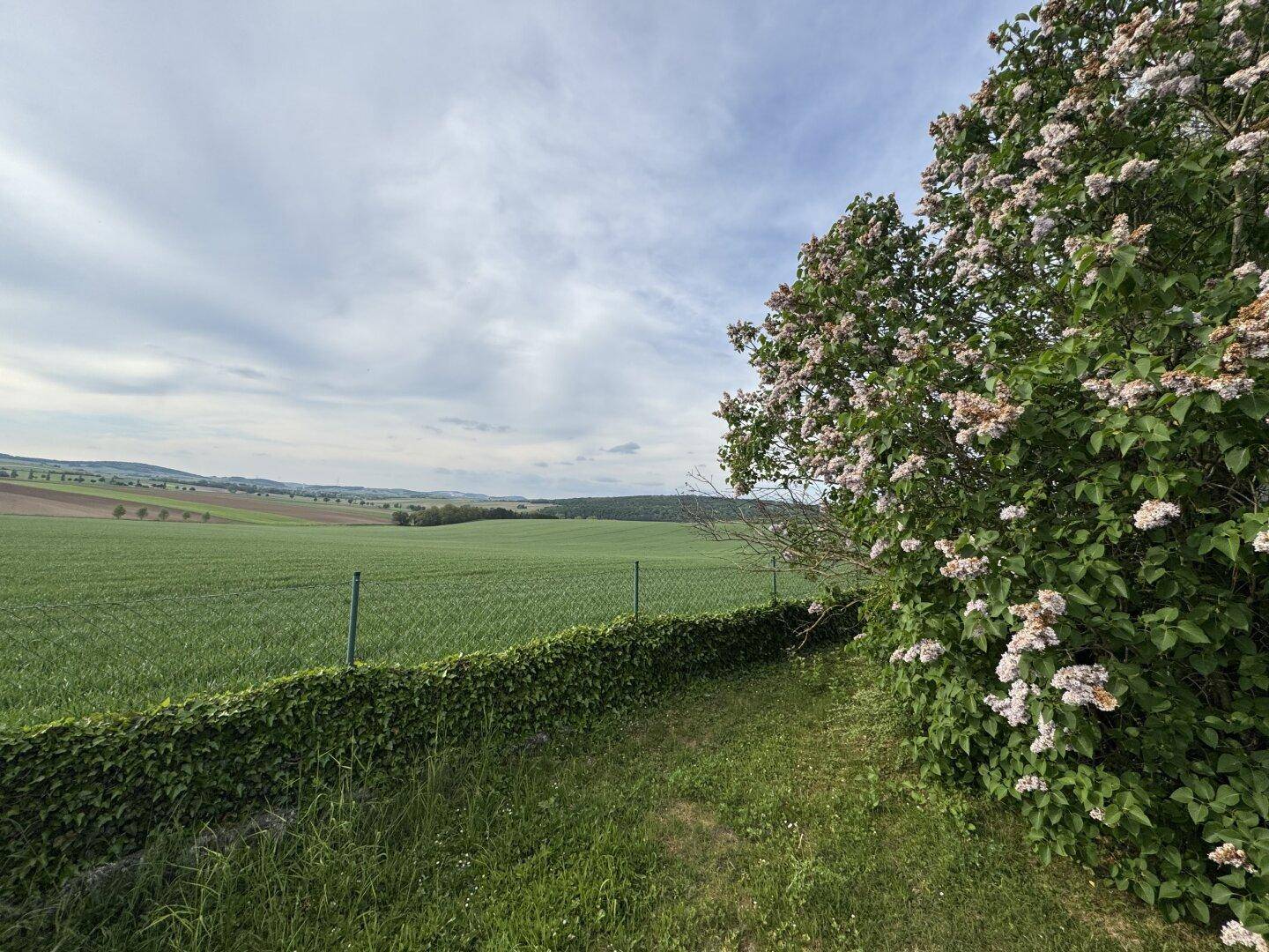 Grüner Gartenbereich mit blühenden Büschen und weitem Blick über die Felder.