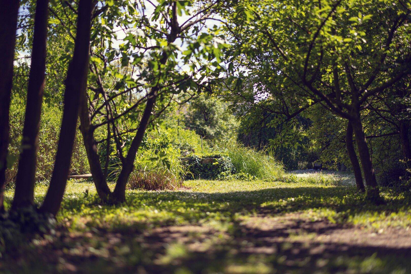 Blick durch Bäume auf eine sonnige, naturbelassene Gartenfläche mit Gras und Schattenwurf.