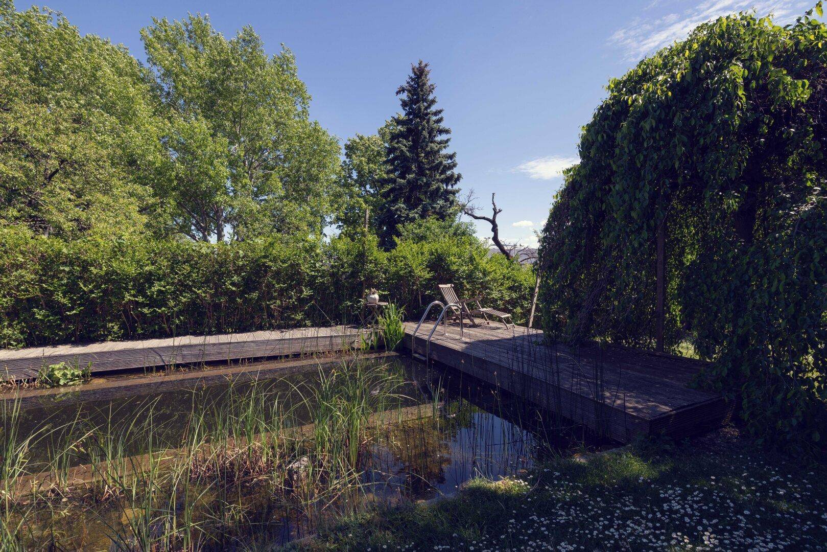 Natürlicher Teich mit Holzdeck und Liegestuhl, umgeben von dichter grüner Vegetation und Bäumen.
