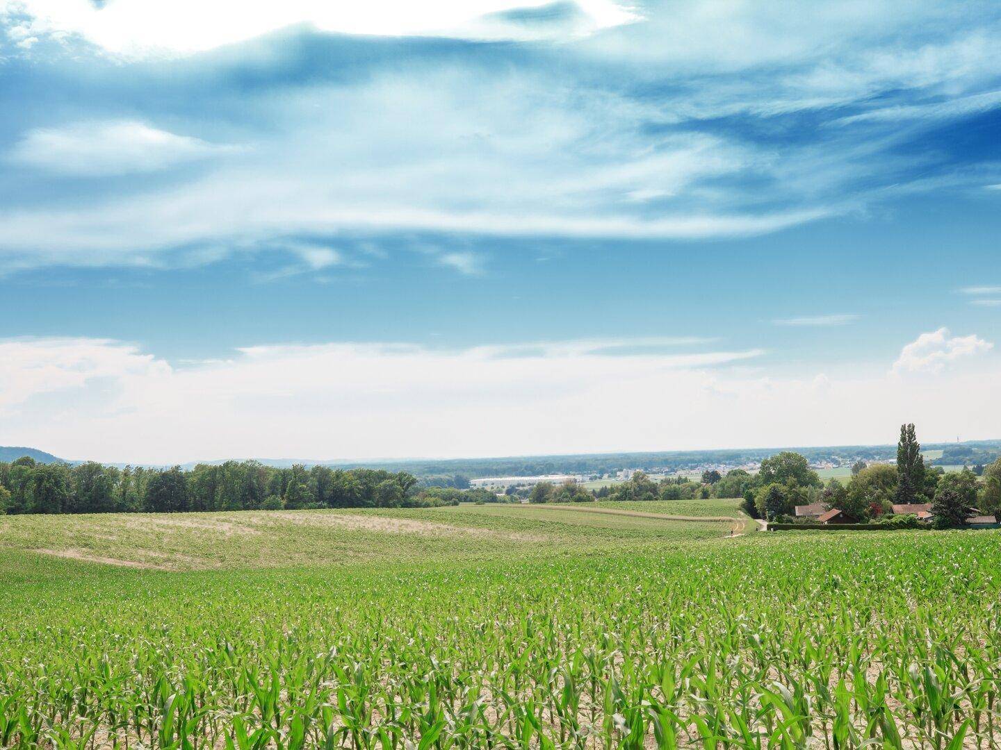Baugrundstück(e) in absoluter Bestlage von LEOBENDORF - BURG KREUZENSTEIN - Ansicht 4