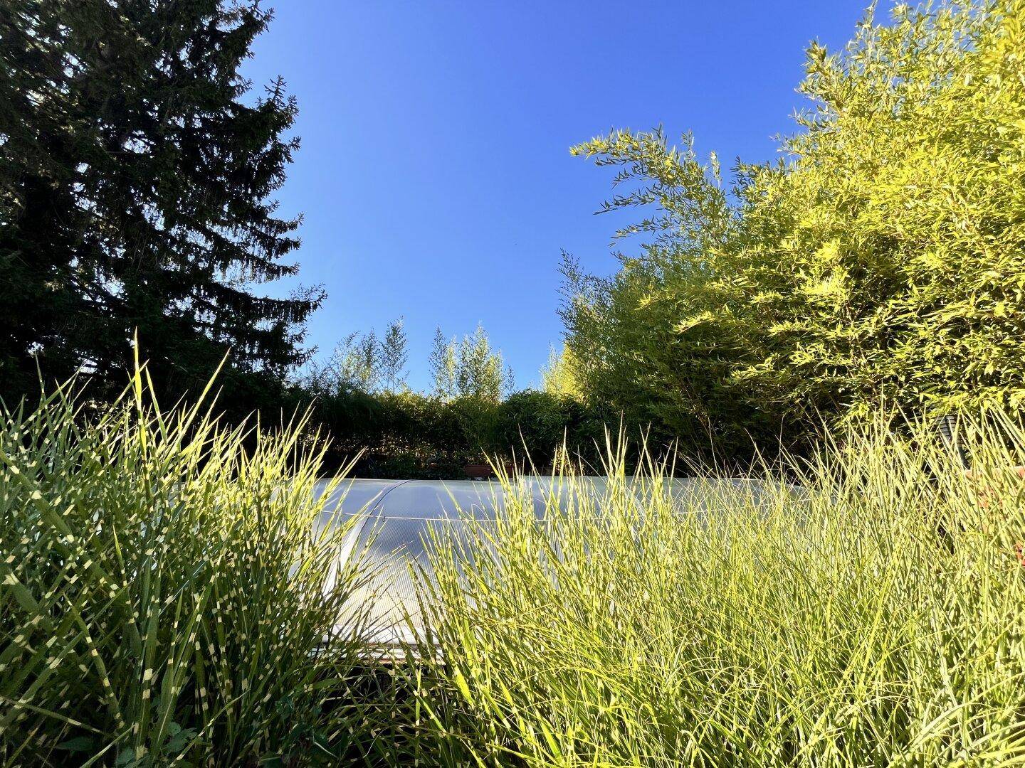 Grüner Gartenbereich mit hohen Gräsern und einer Poolabdeckung unter blauem Himmel.