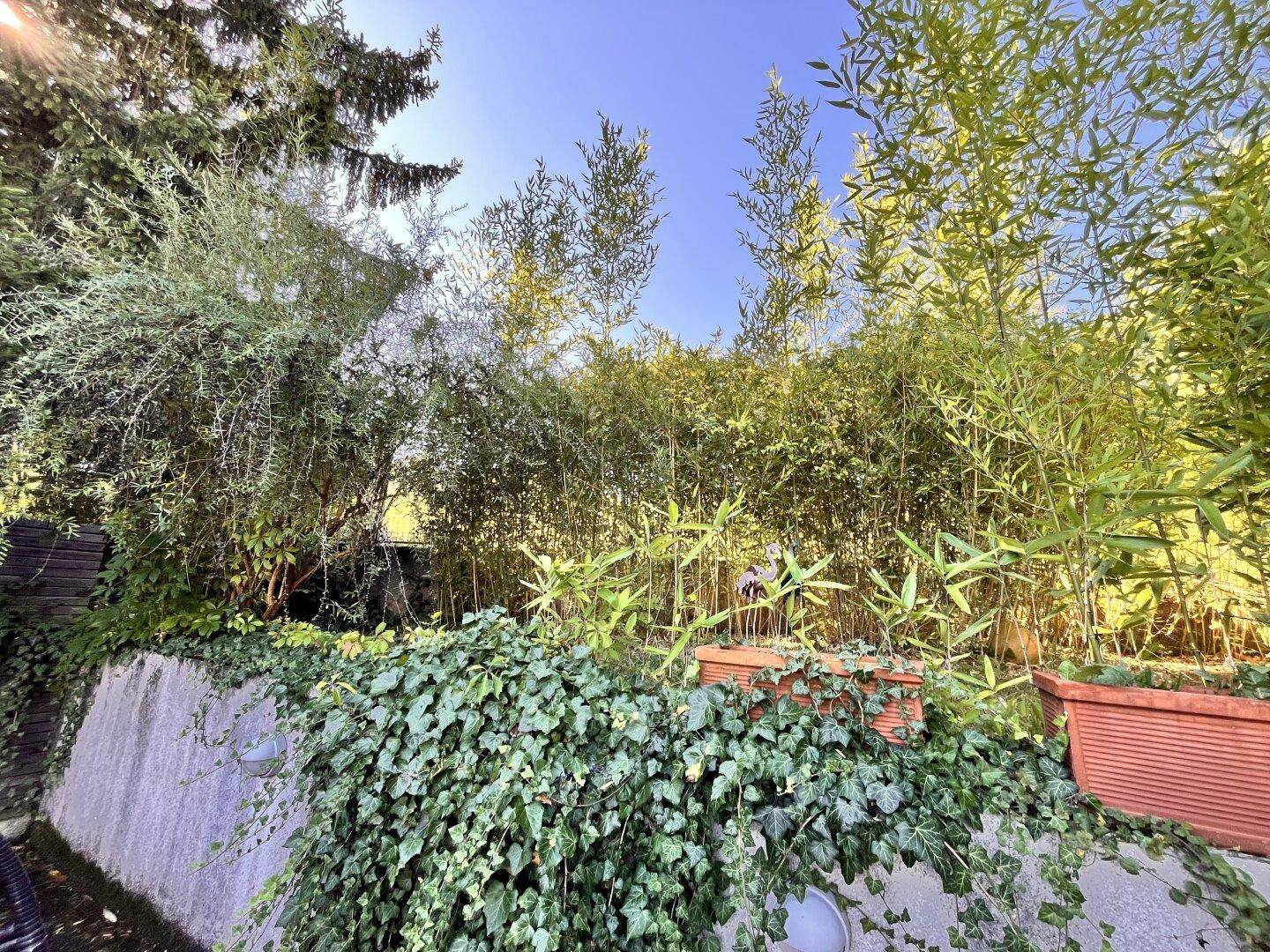 Dichter Gartenbereich mit Efeu bewachsenen Mauern und hohen Bambuspflanzen.