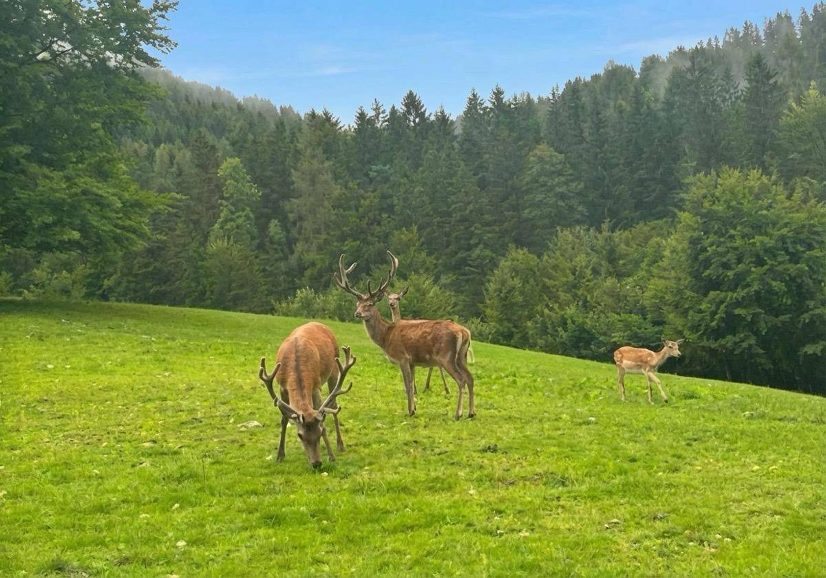 Tierbestand