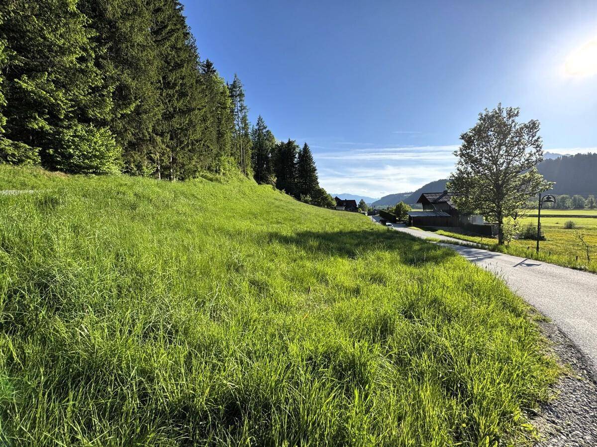 Grüne Wiese neben einer asphaltierten Straße, mit Waldrand und Häusern in der Ferne.