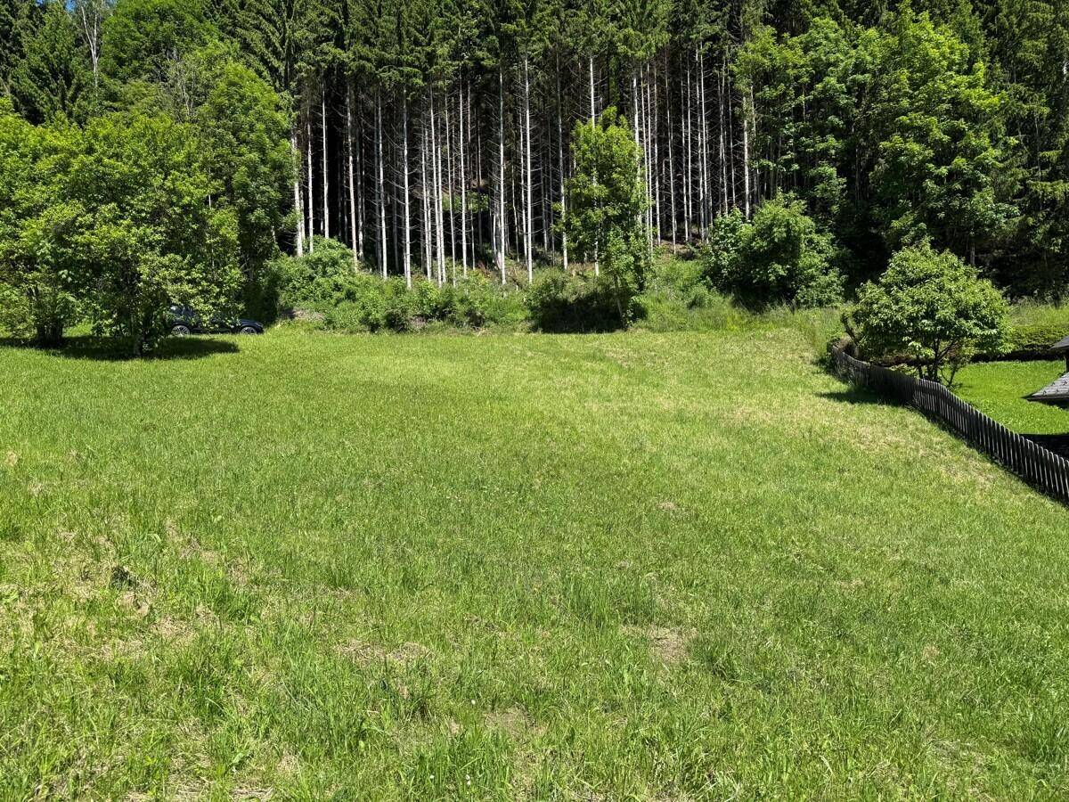 Weitläufige grüne Wiese mit dichtem Wald im Hintergrund unter strahlend blauem Himmel.
