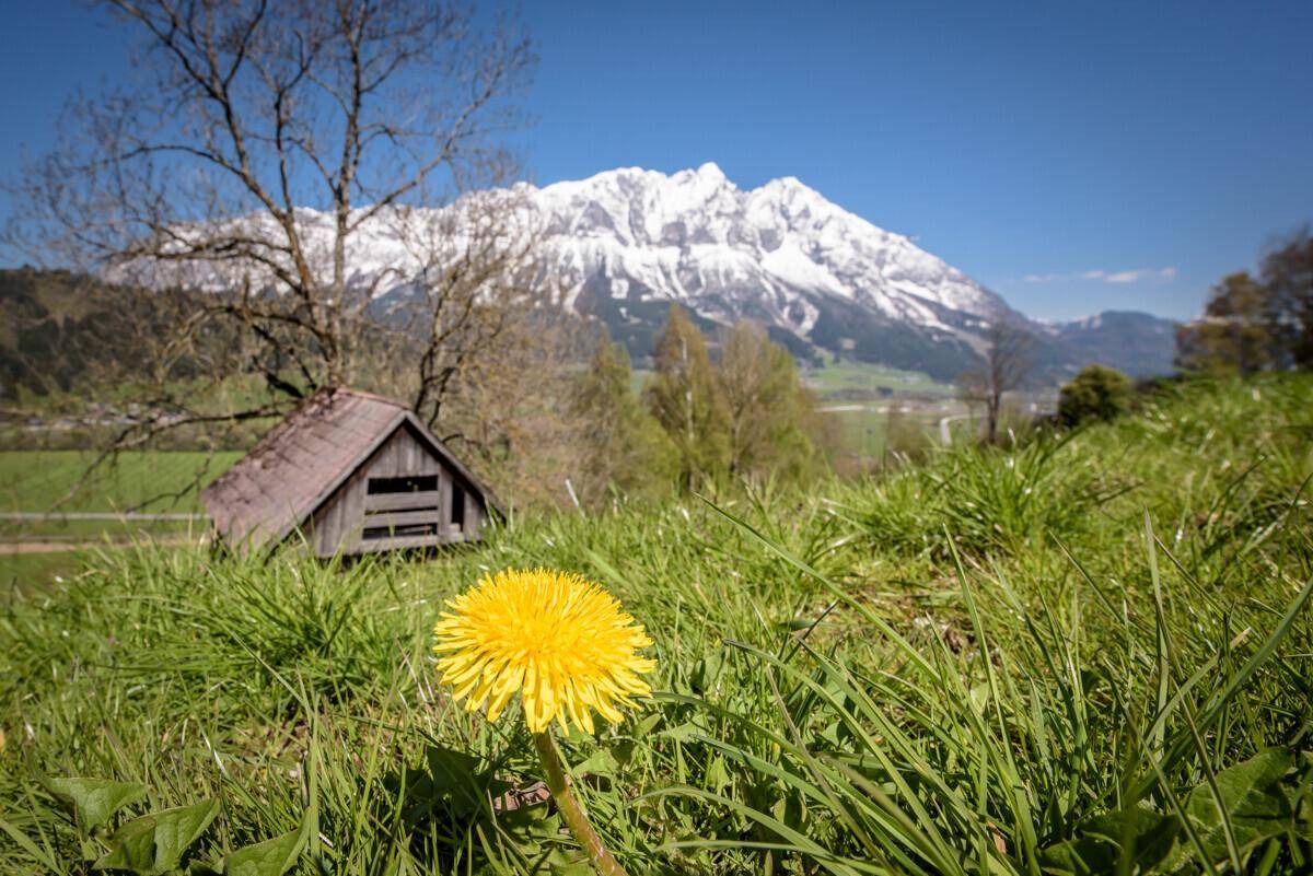 Grüne Wiese mit Löwenzahn und einer kleinen Hütte vor schneebedeckten Bergen.