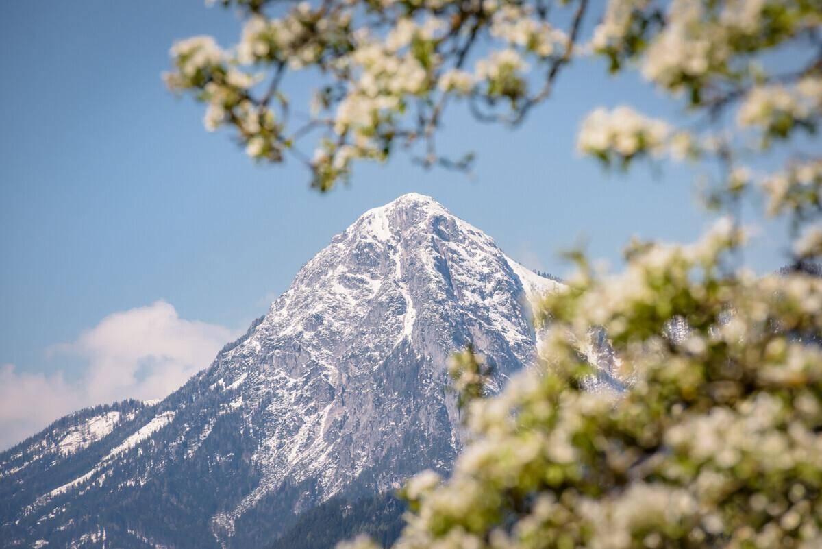 Majestätischer schneebedeckter Berggipfel, umrahmt von blühenden Bäumen unter blauem Himmel.