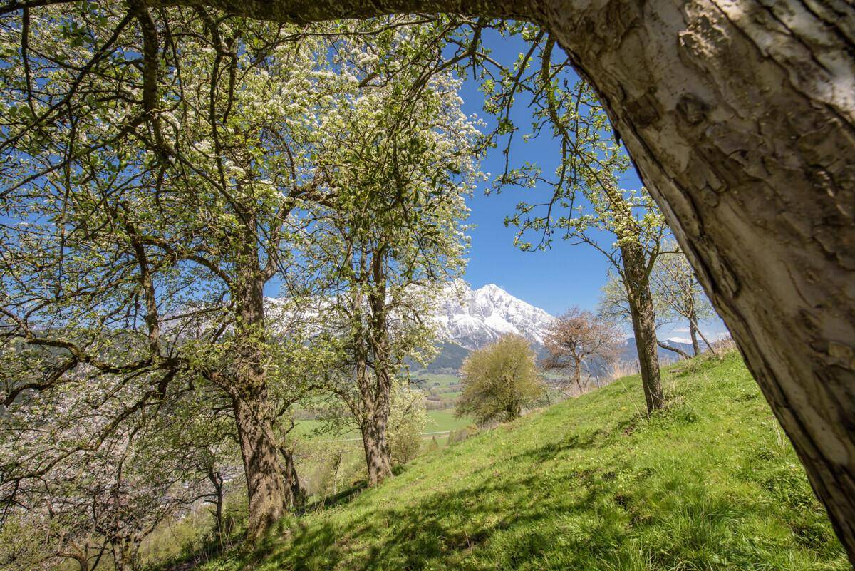 Malerischer Blick durch blühende Bäume auf eine grüne Landschaft und schneebedeckte Berge.