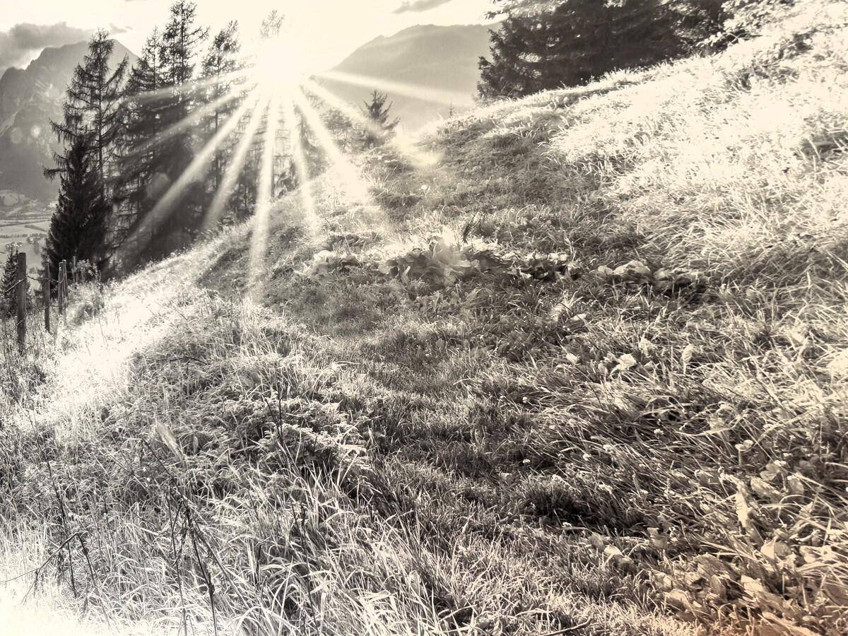 Schwarz-Weiß-Bild einer sonnigen Hügellandschaft mit Bäumen und Gras, als Wanddekoration.