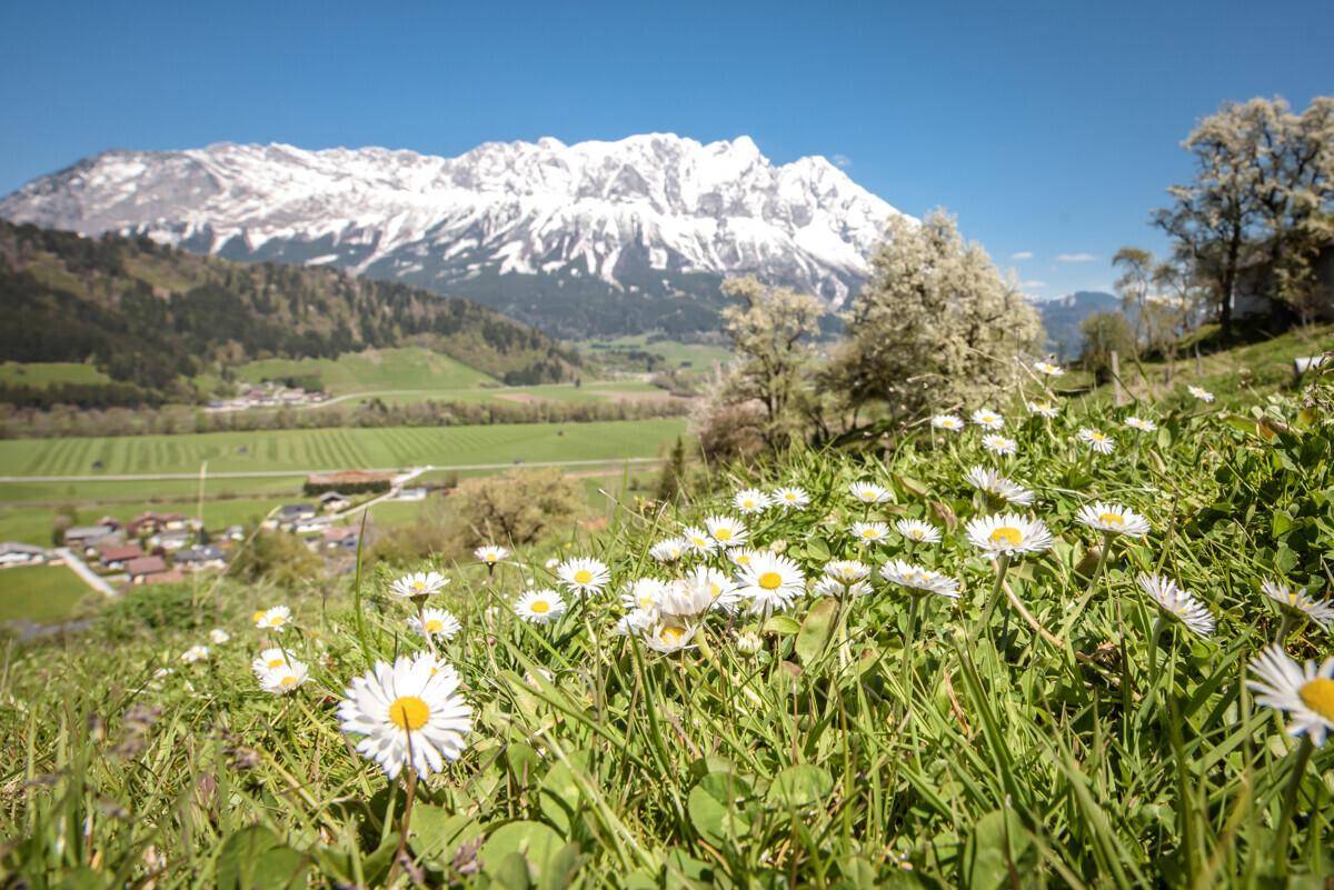 Frühlingslandschaft mit Gänseblümchenwiese und majestätischem Bergpanorama.